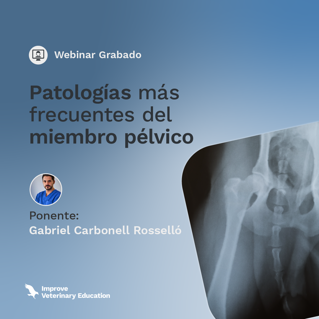 Improve Veterinary Education ES Facebook ad: Consíguelo ya