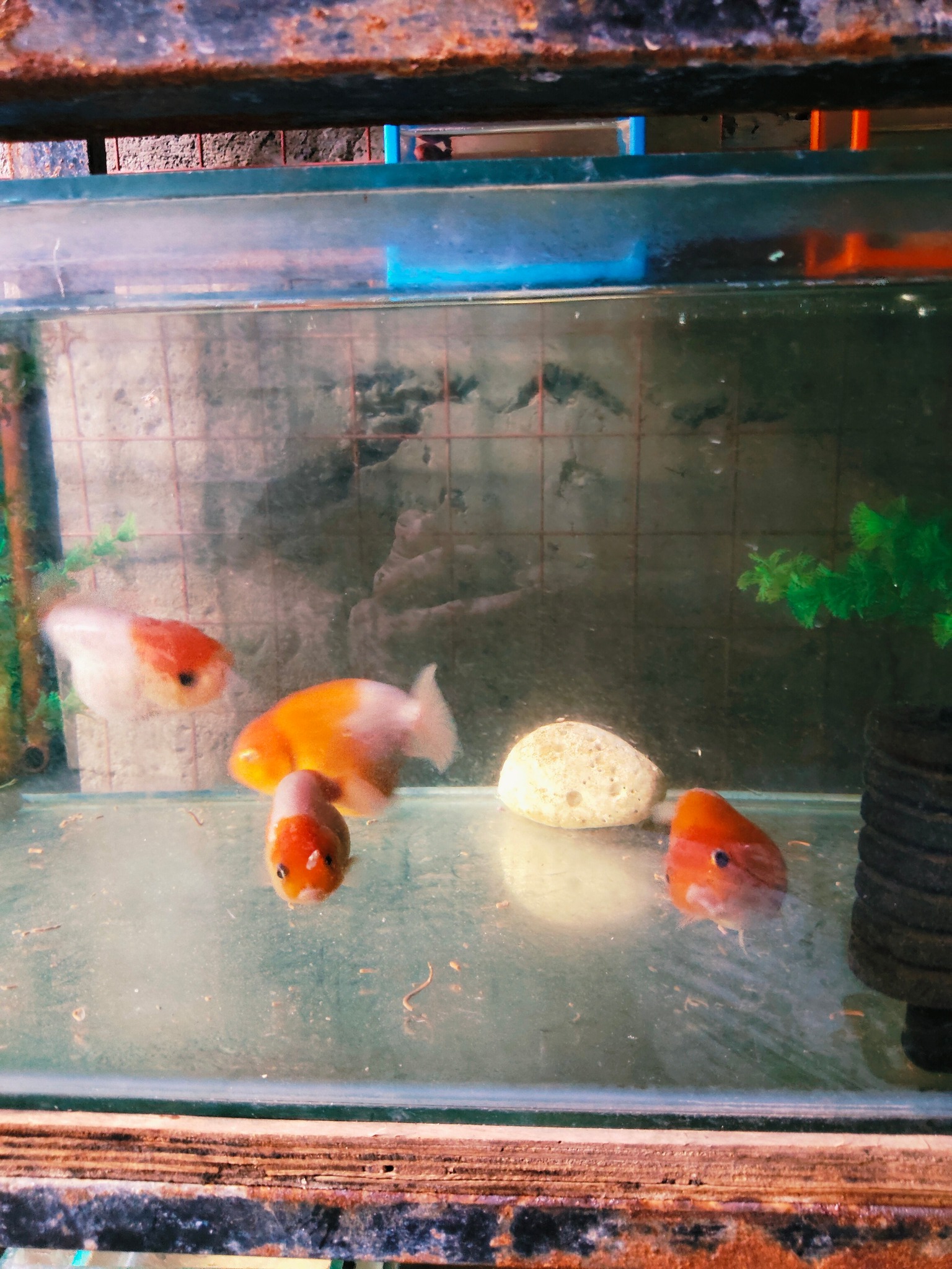 Koi Power official Facebook ad: LIVE FISH & AQUARIUM SUPPLIES FOR SALE!
