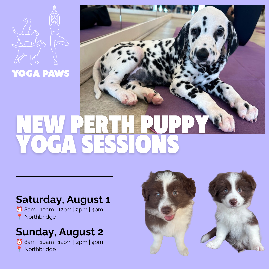 Yoga Paws Facebook ad
