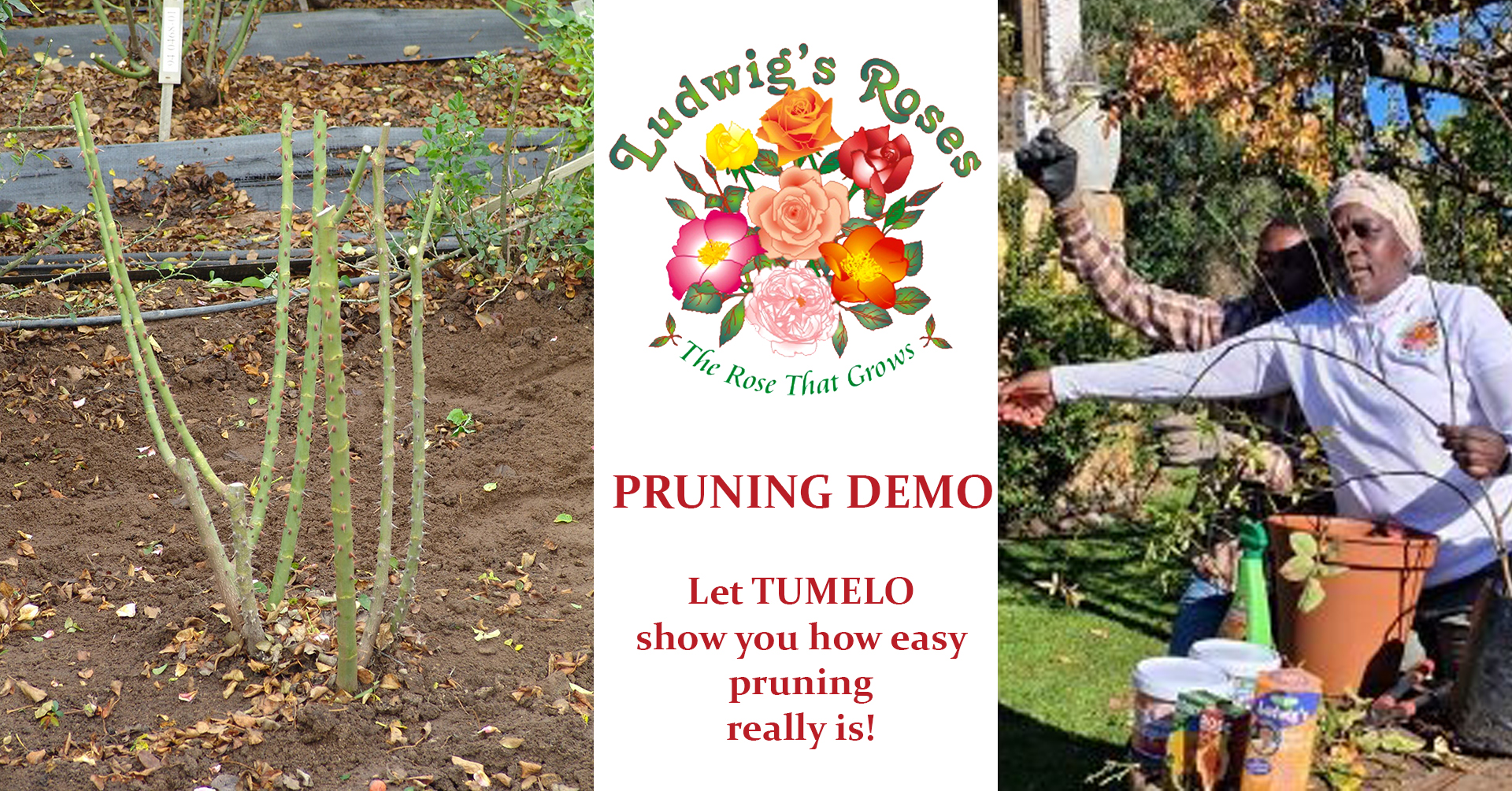 Ludwig's Roses Facebook ad: Rose winter pruning demo Outeniqua