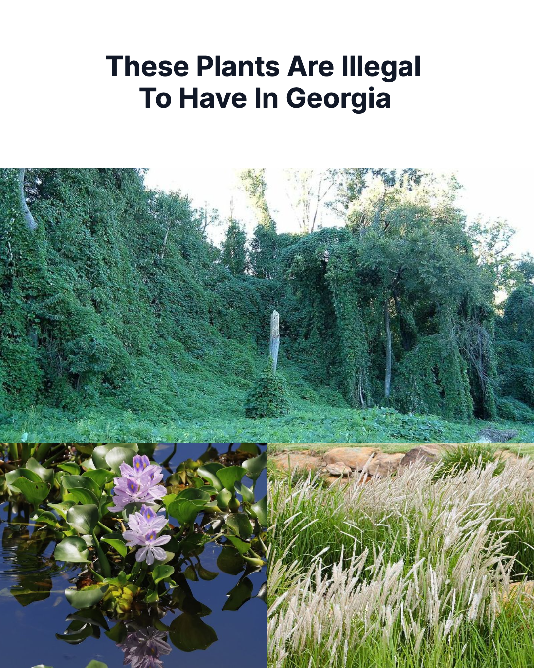 Georgia Gardener Facebook ad: These Plants Are Illegal To Have In Georgia