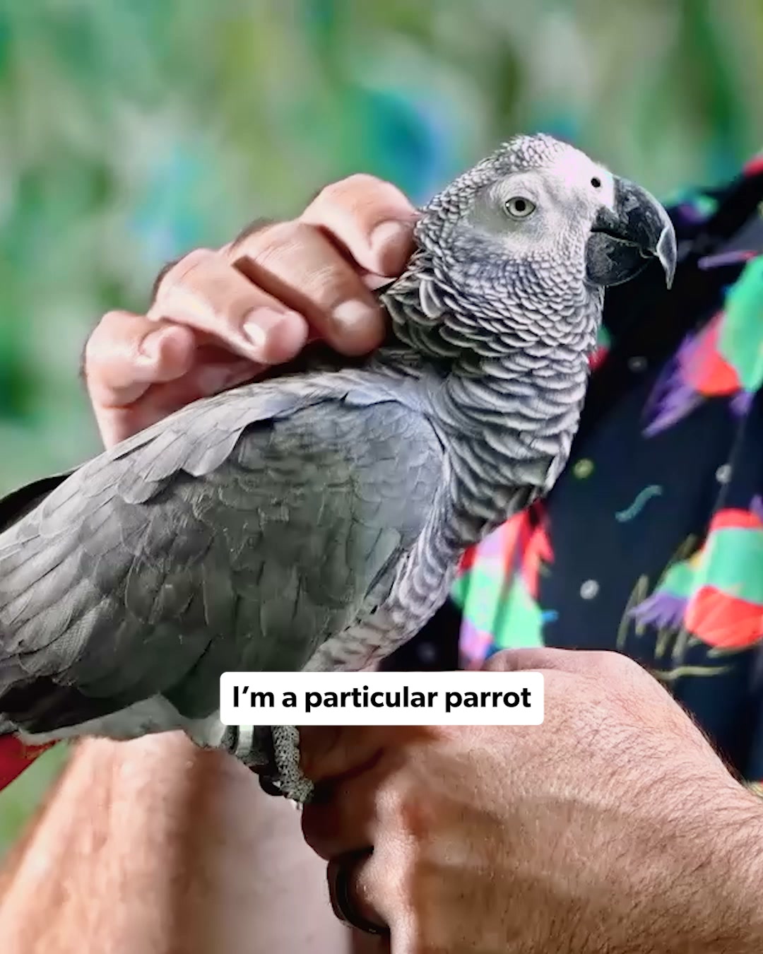 Chewy Facebook ad: Everything for every bird