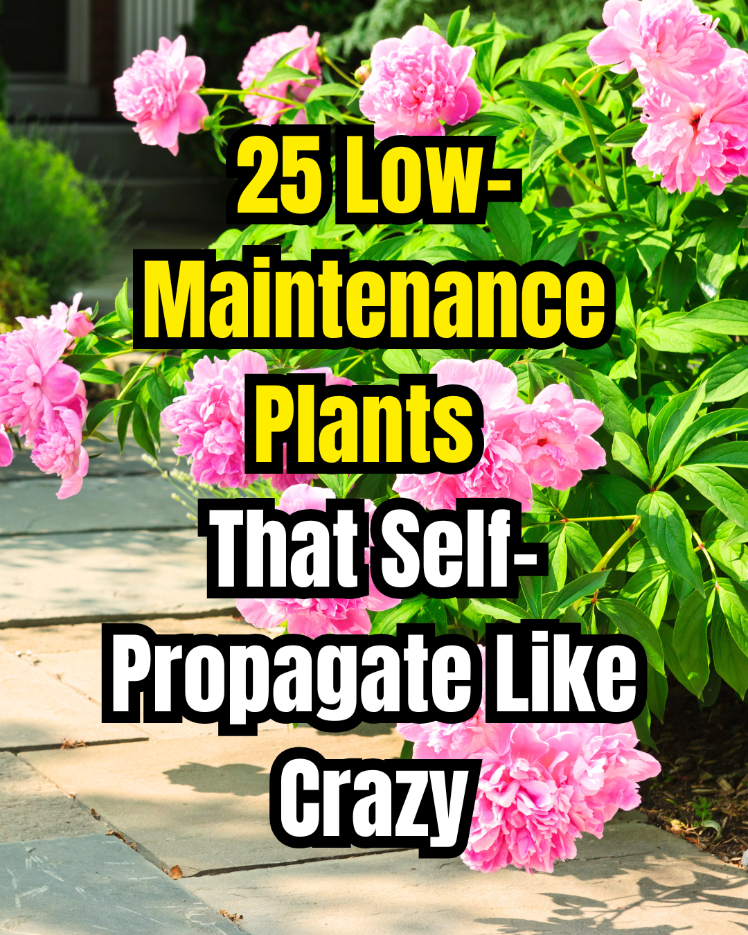 Gardening Wins Facebook ad
