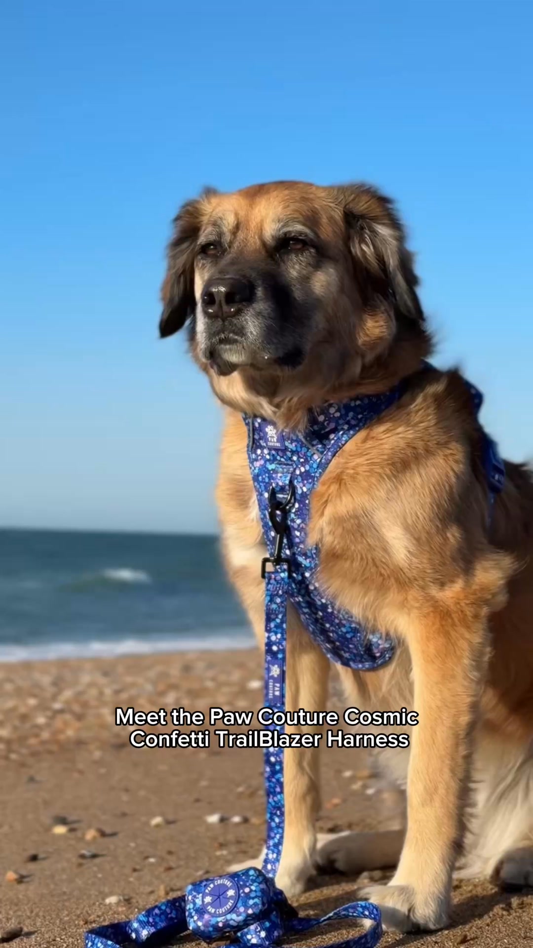 Paw Couture Facebook ad: Luxury Dog Accessories at Affordable Prices
