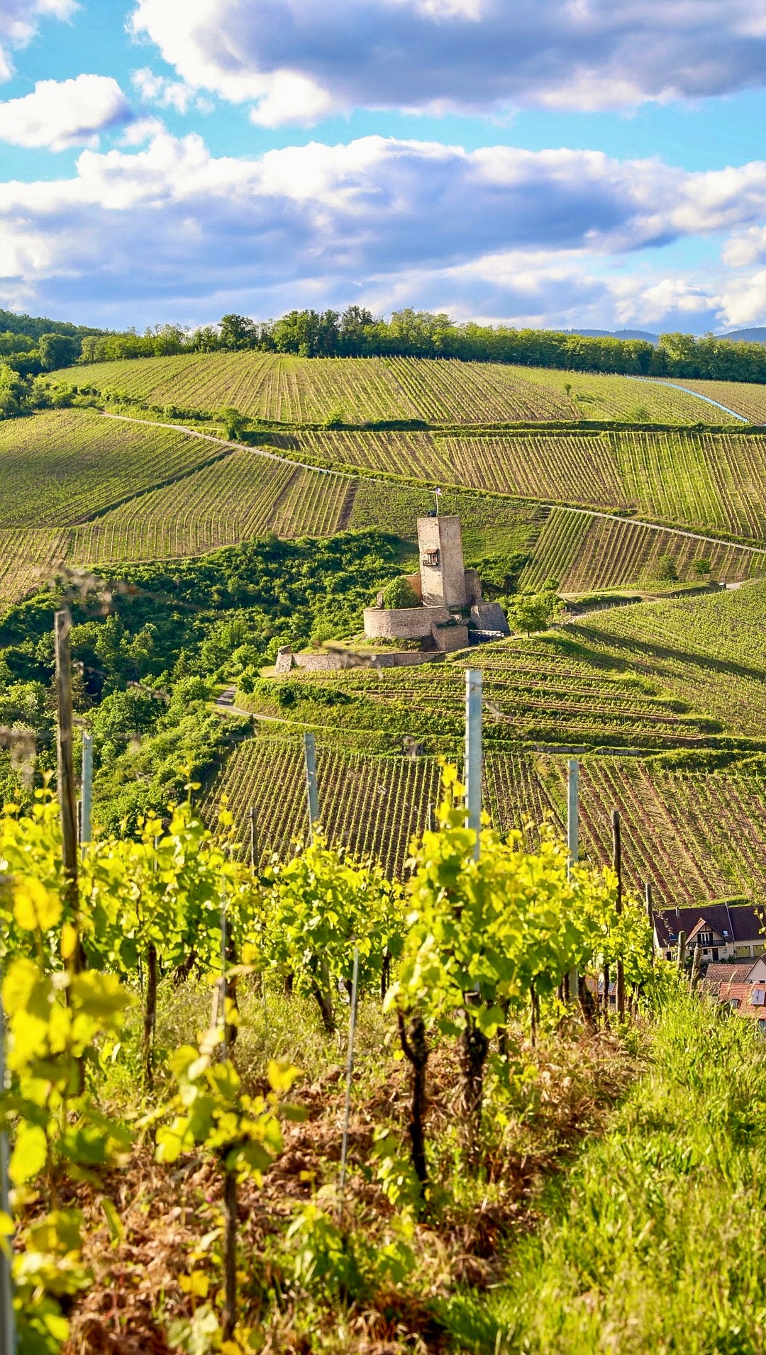 AlsaceWines Facebook ad: What makes an Alsace Grand Cru.Grand Cru?