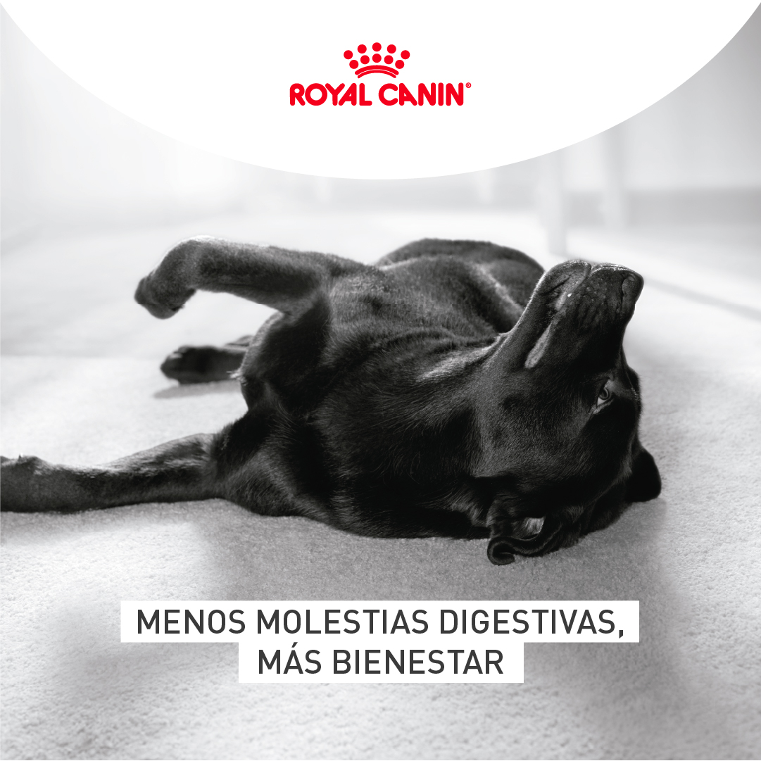 Royal Canin Colombia Facebook ad: Su bienestar es parte de cada momento que…