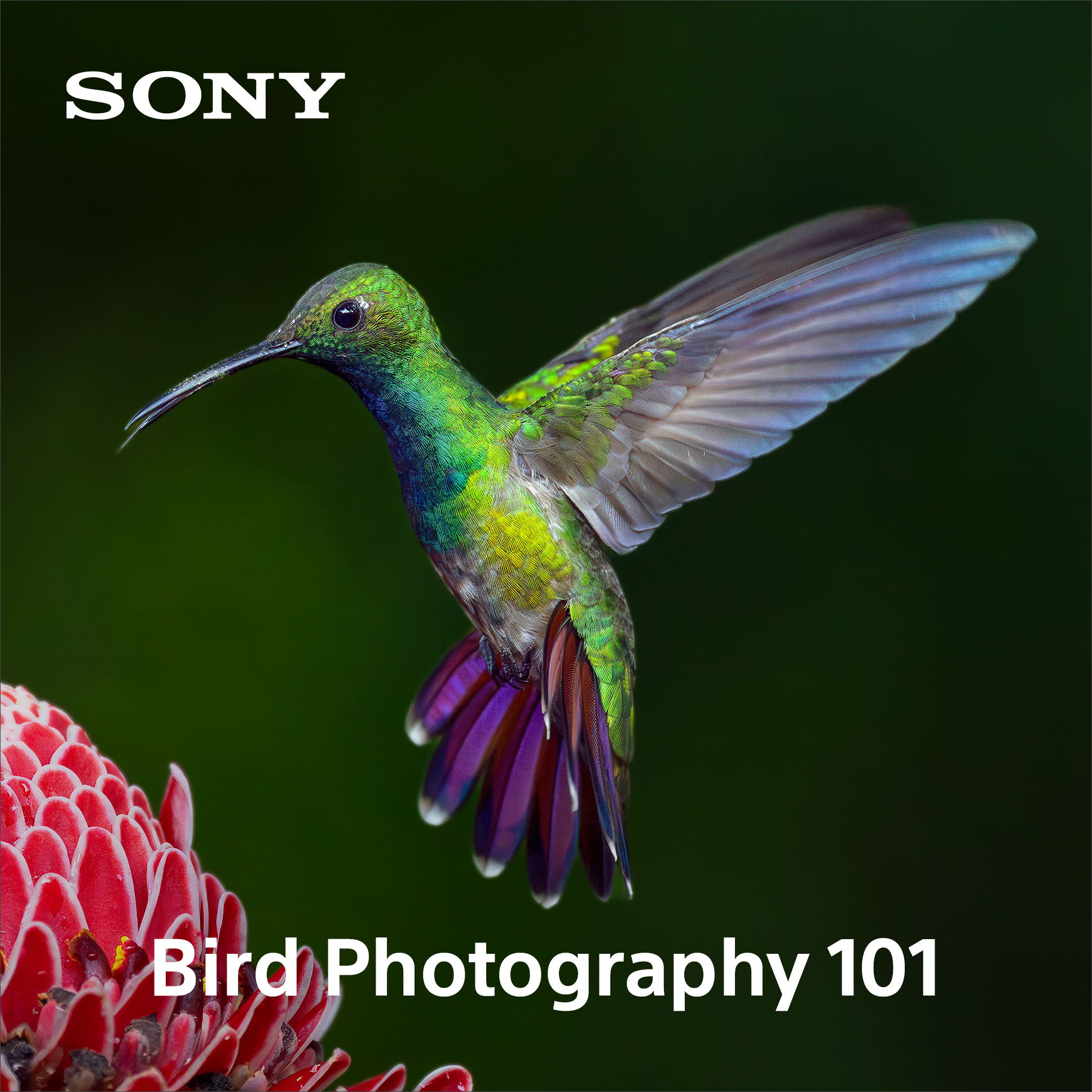 Sony - Alpha Universe Facebook ad: FREE Bird Photography Course