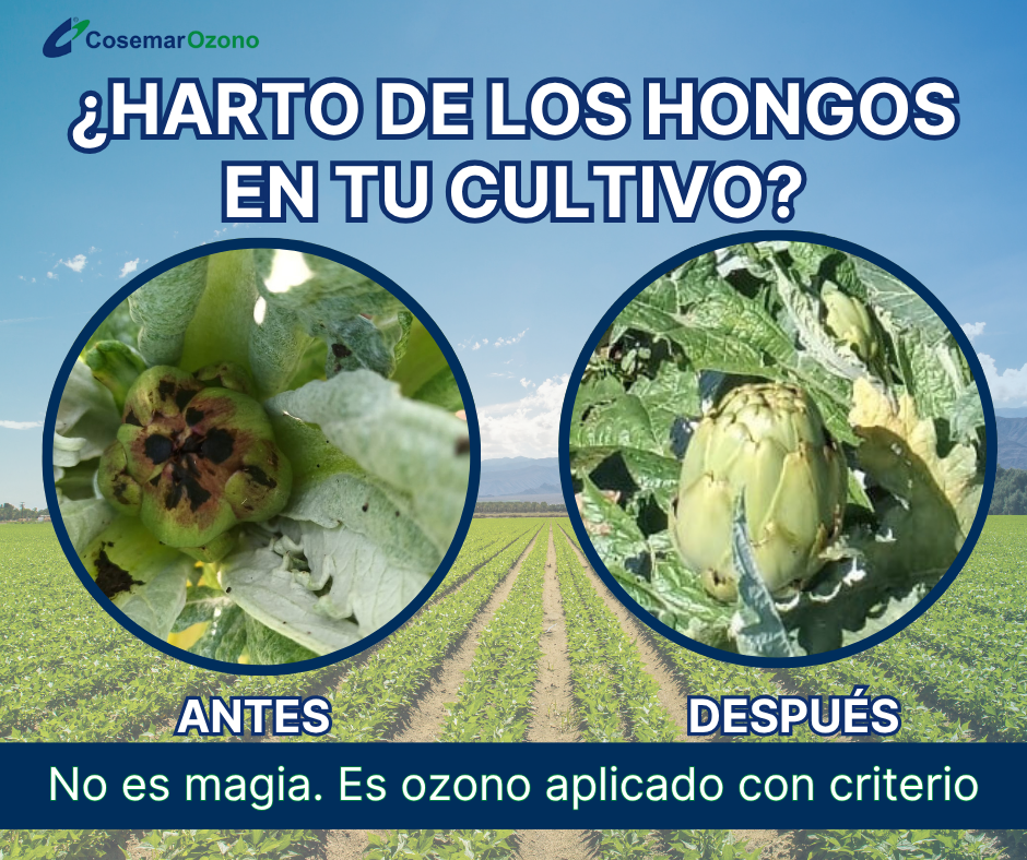 Cosemar Ozono Facebook ad: Descubre ahora la Certificación Profesional en Agricultura…