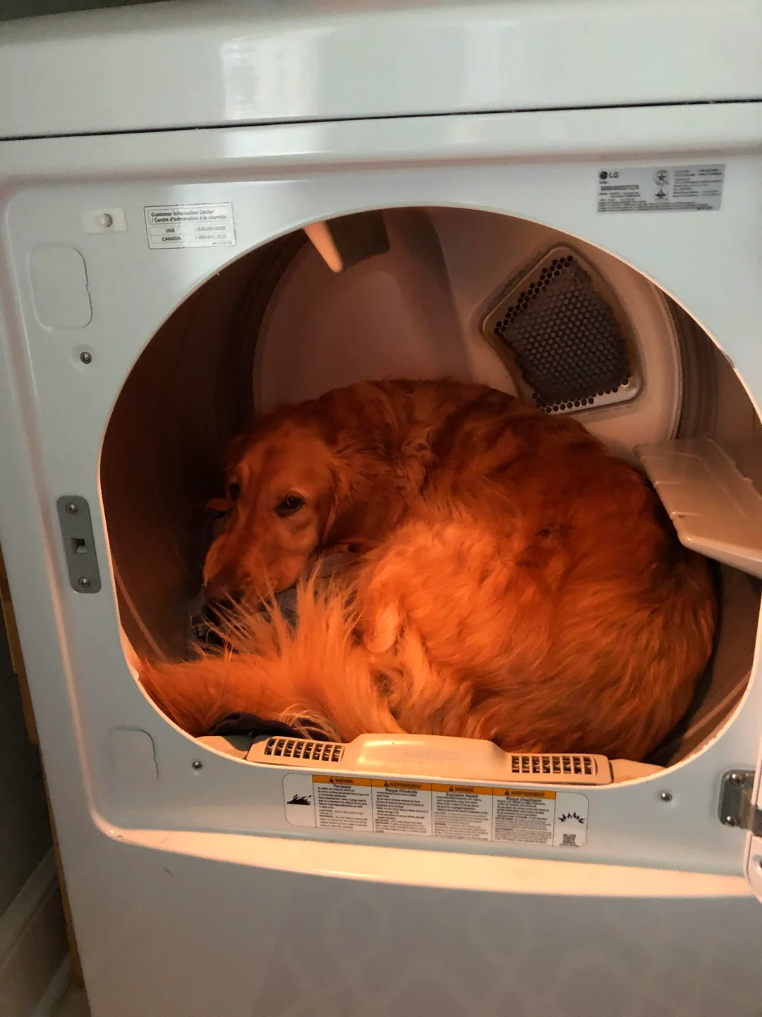 Dog Parent Confessions Facebook ad: Read this if you own a golden retriever