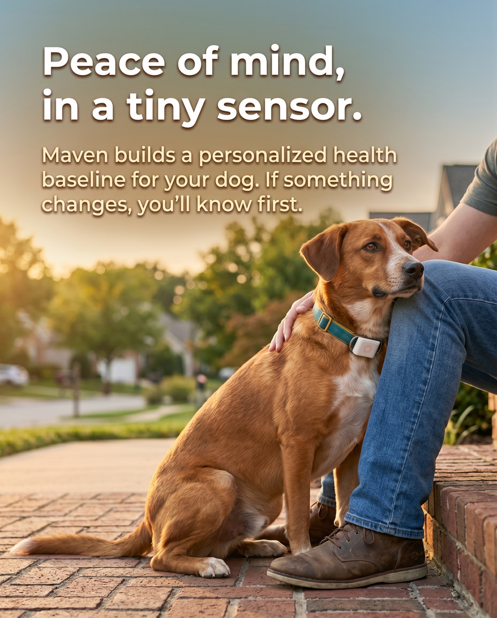 Maven Pet Facebook ad