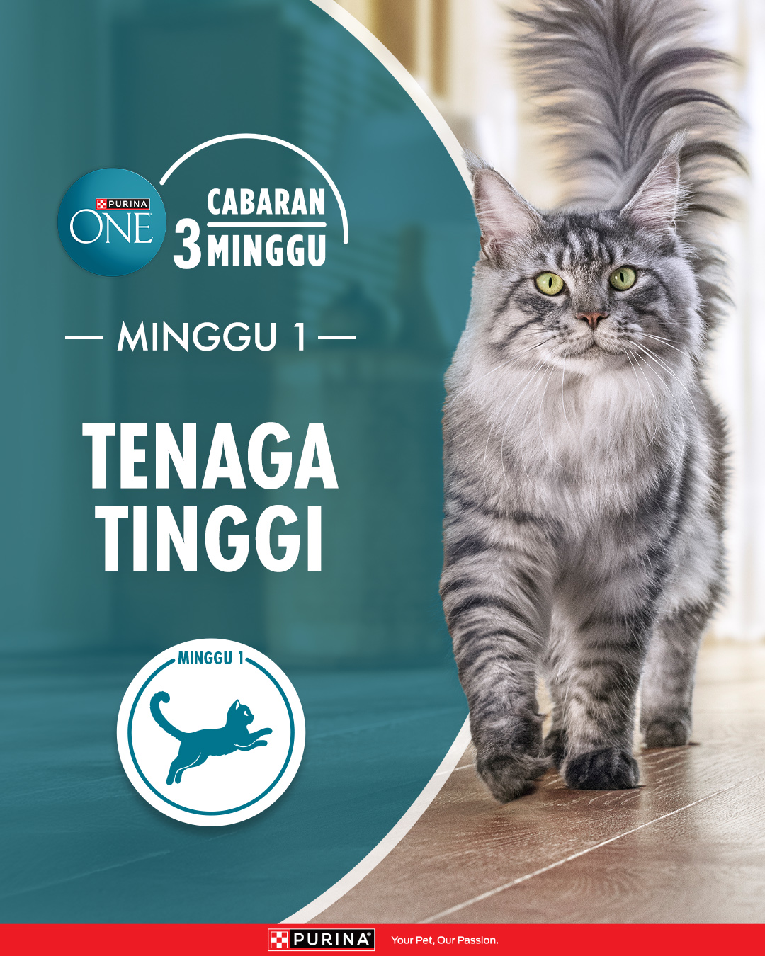 Purina Malaysia Facebook ad: Kucing Lebih Aktif