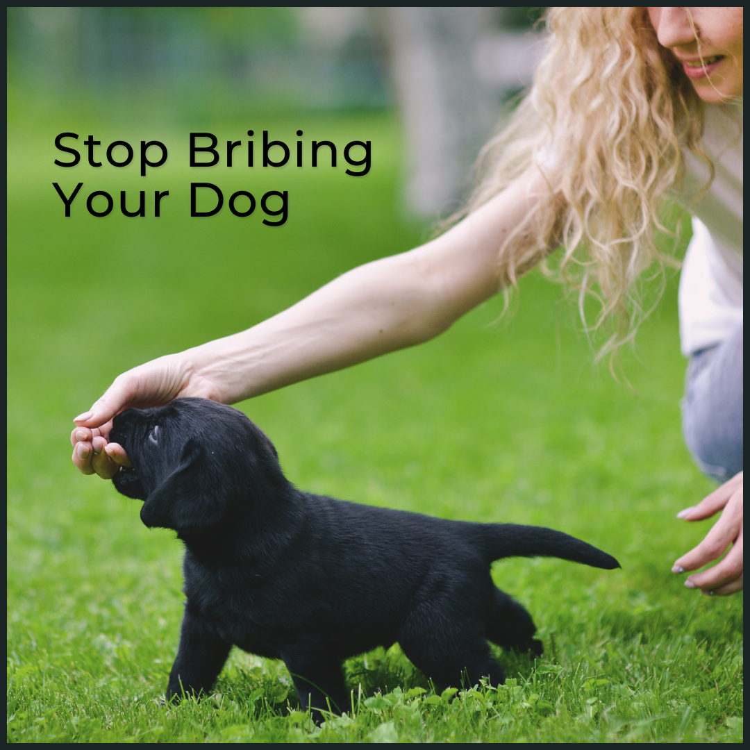 K9 Training Institute Facebook ad