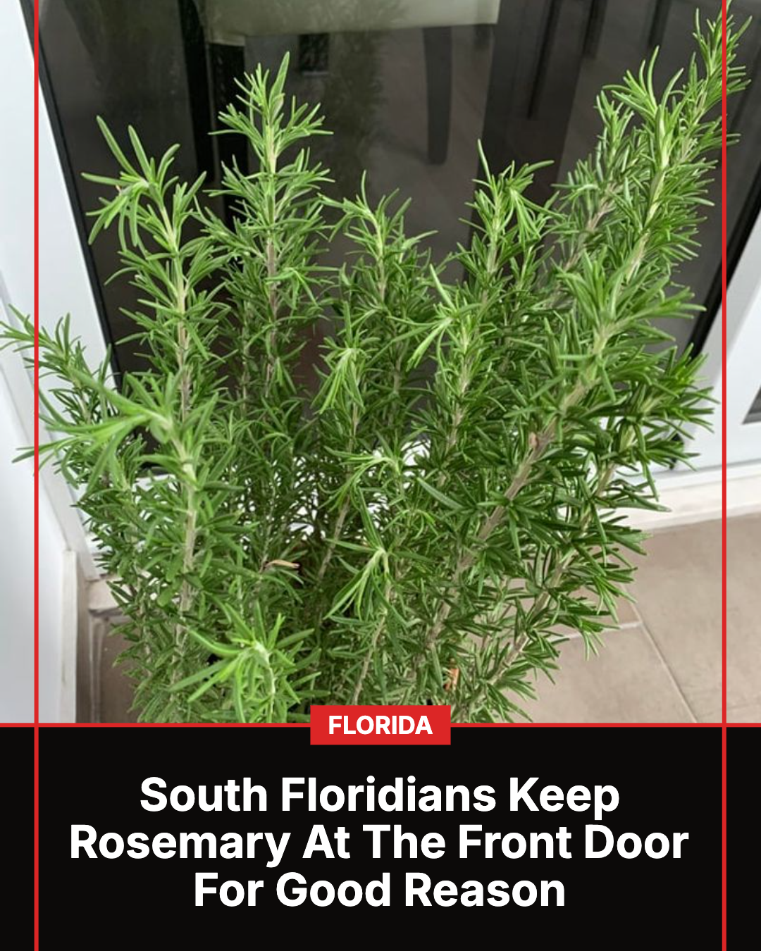 Florida Gardener Facebook ad: Why South Florida Homeowners Keep Rosemary Near The Front…