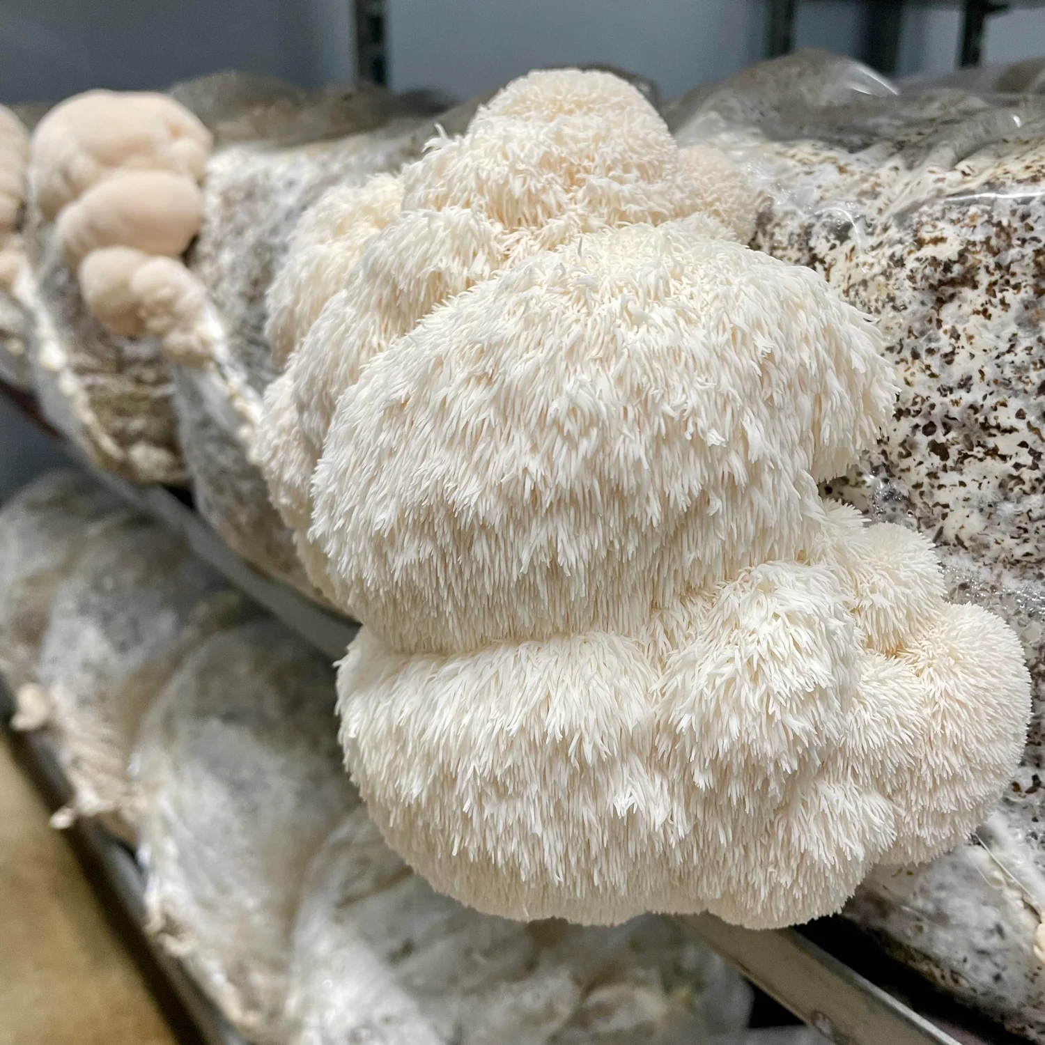The Mushroom Barn Facebook ad: The Meaty Mushroom That Soaks Up Flavour