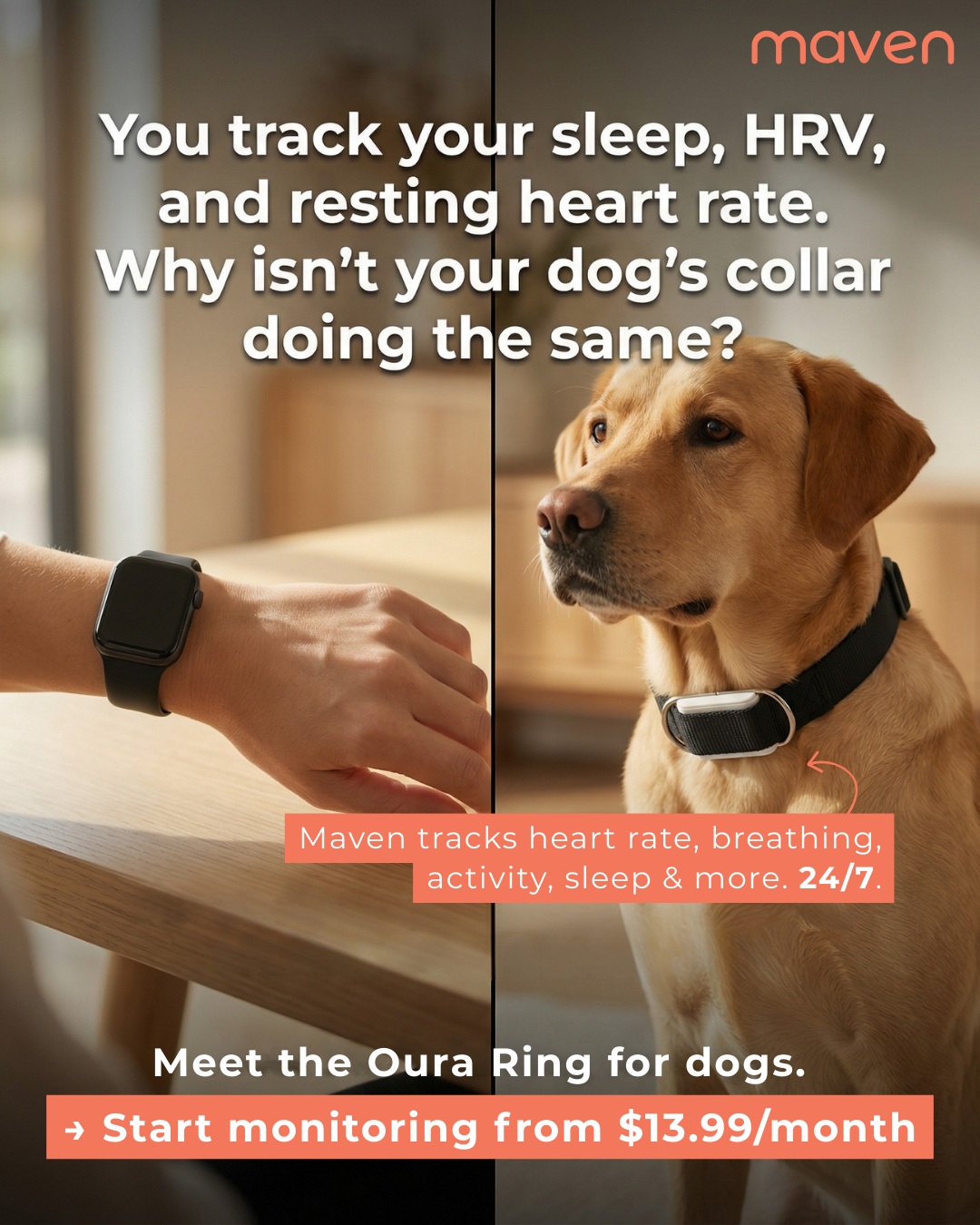 Maven Pet Facebook ad