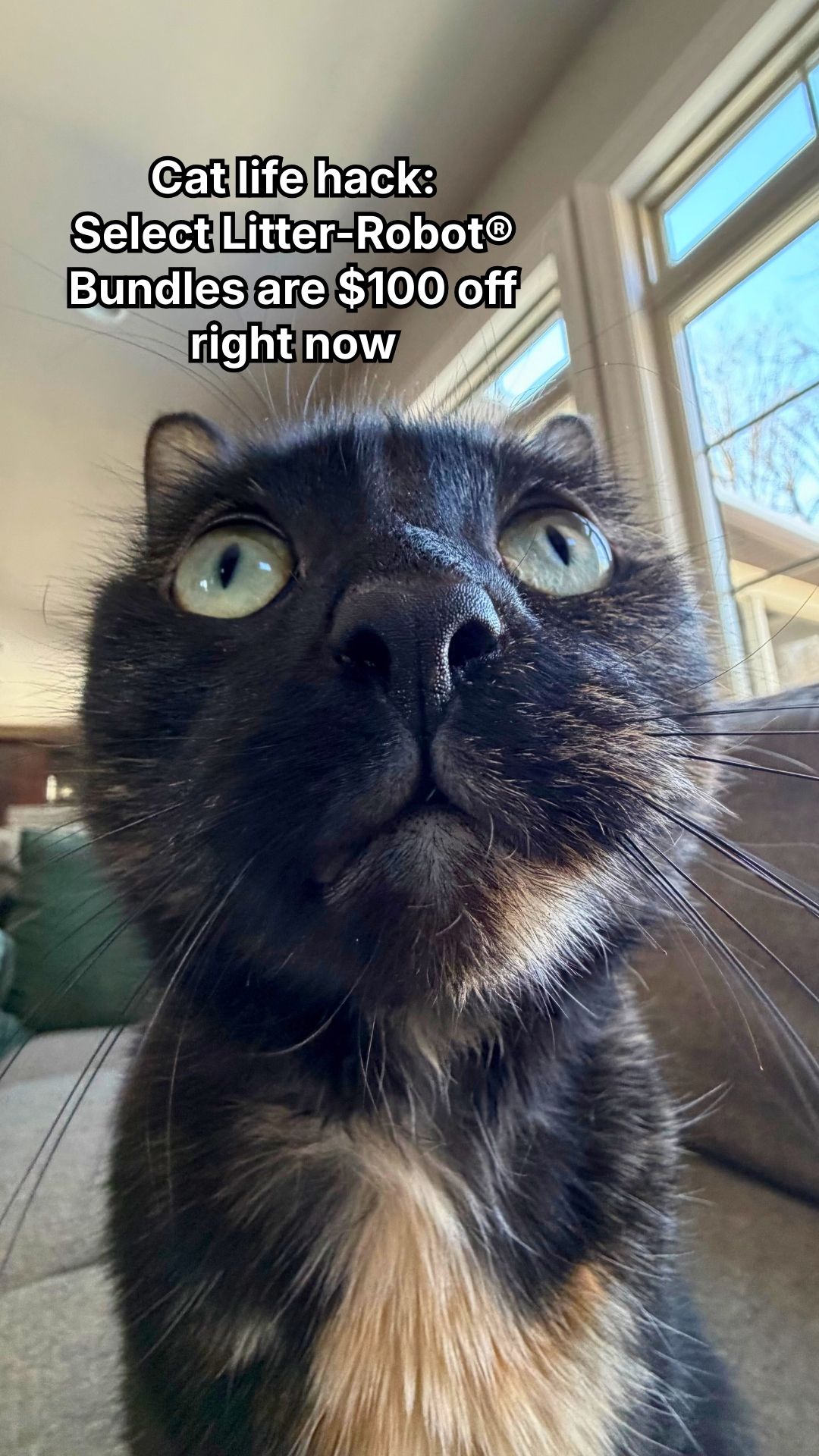Whisker Facebook ad