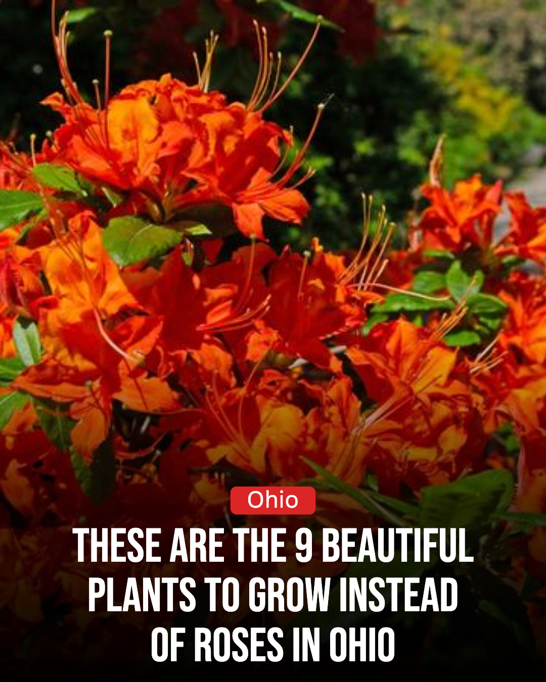 Ohio Gardener Facebook ad: 9 Beautiful Plants To Grow Instead Of Roses In Ohio