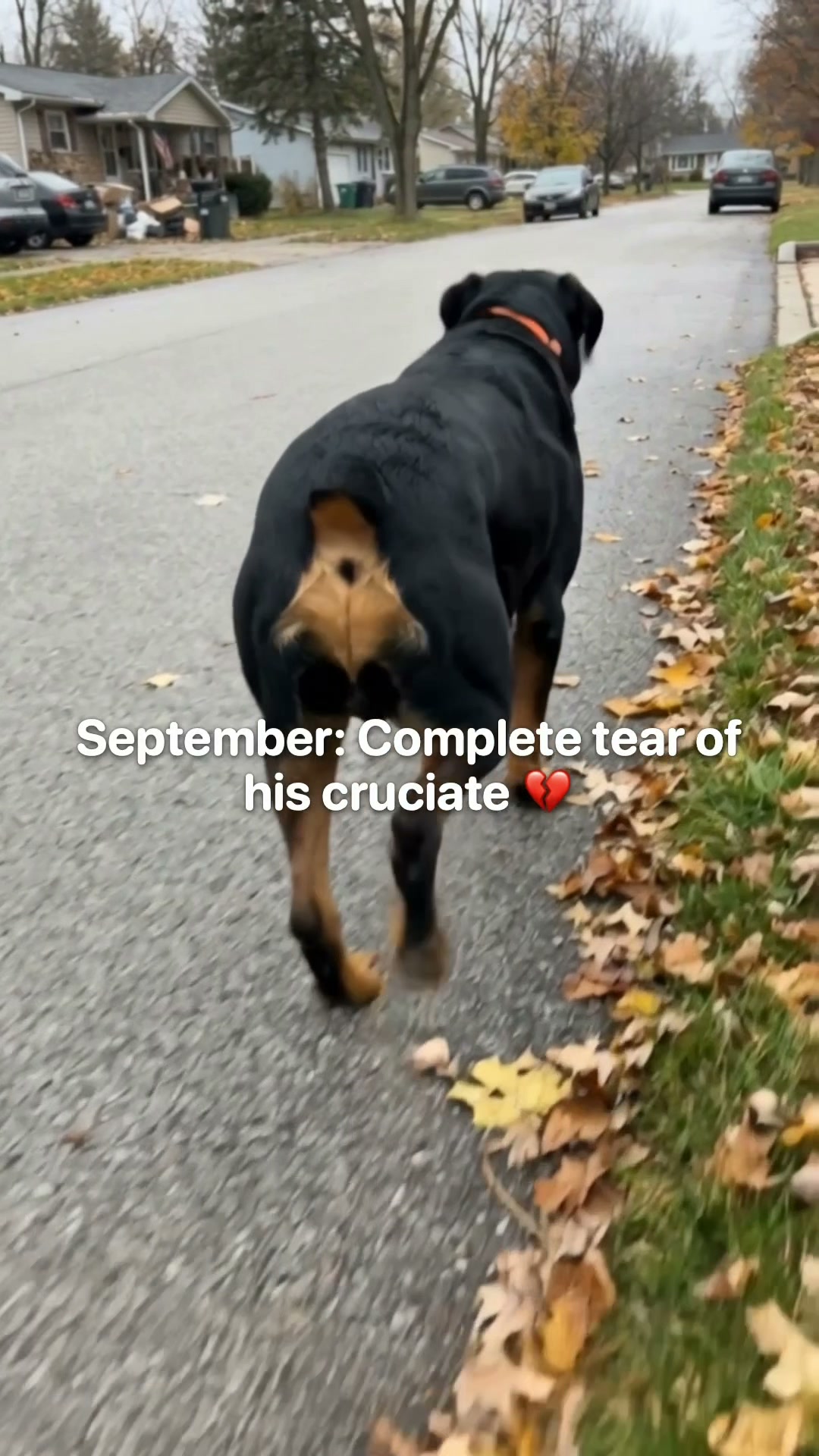 Vet-Recommended Pet Products Facebook ad: Torn Cruciate. No Op. Here's What We Fed Instead