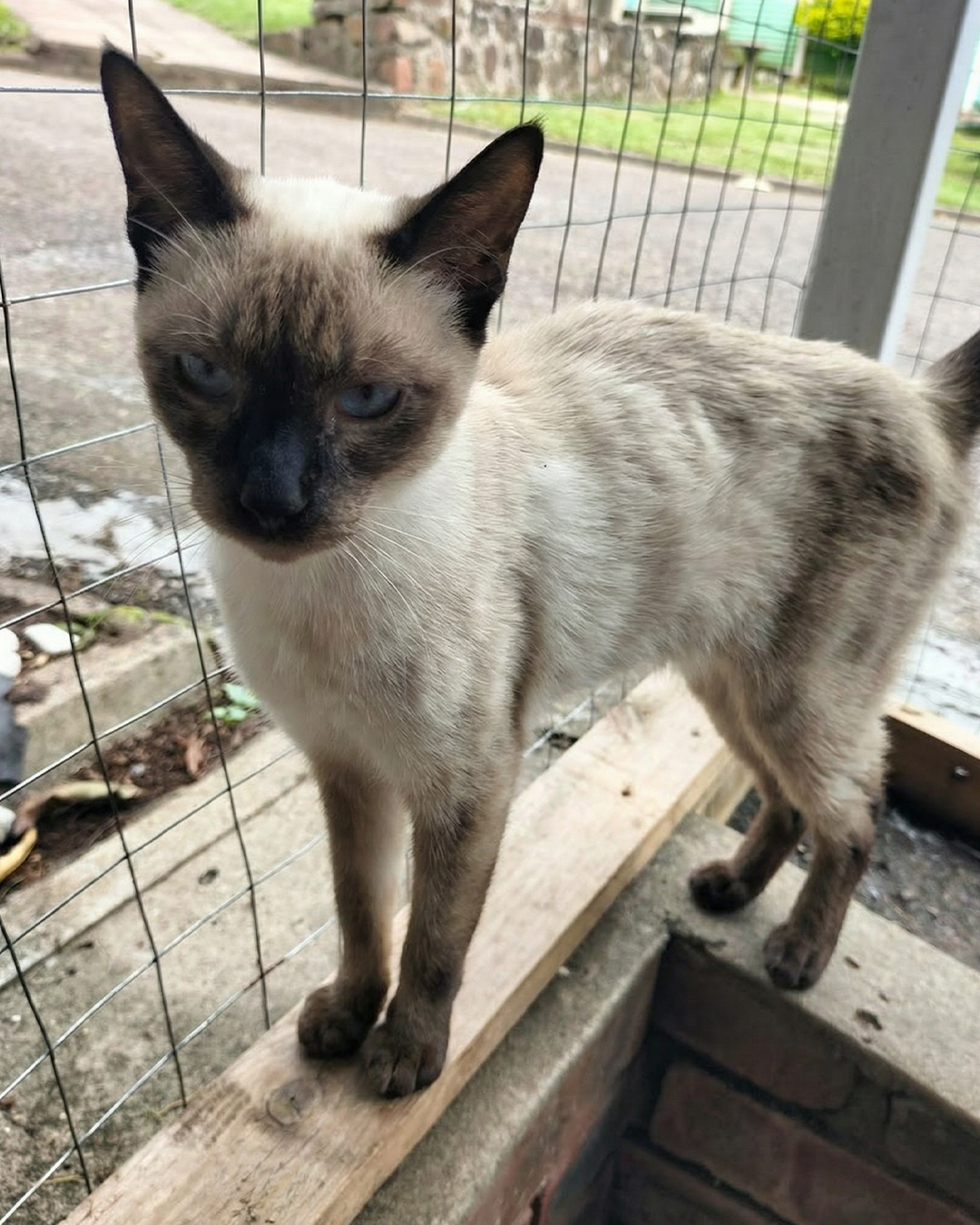 Riverside Animal Rescue Facebook ad
