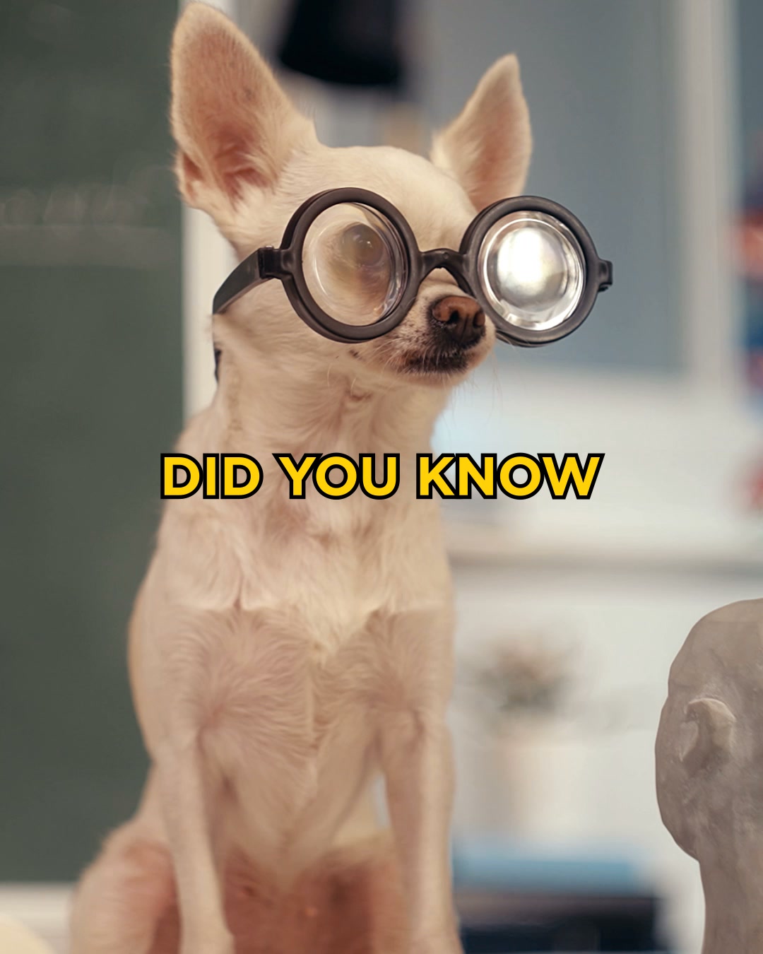 Pup-Peroni Facebook ad: Dog math 101