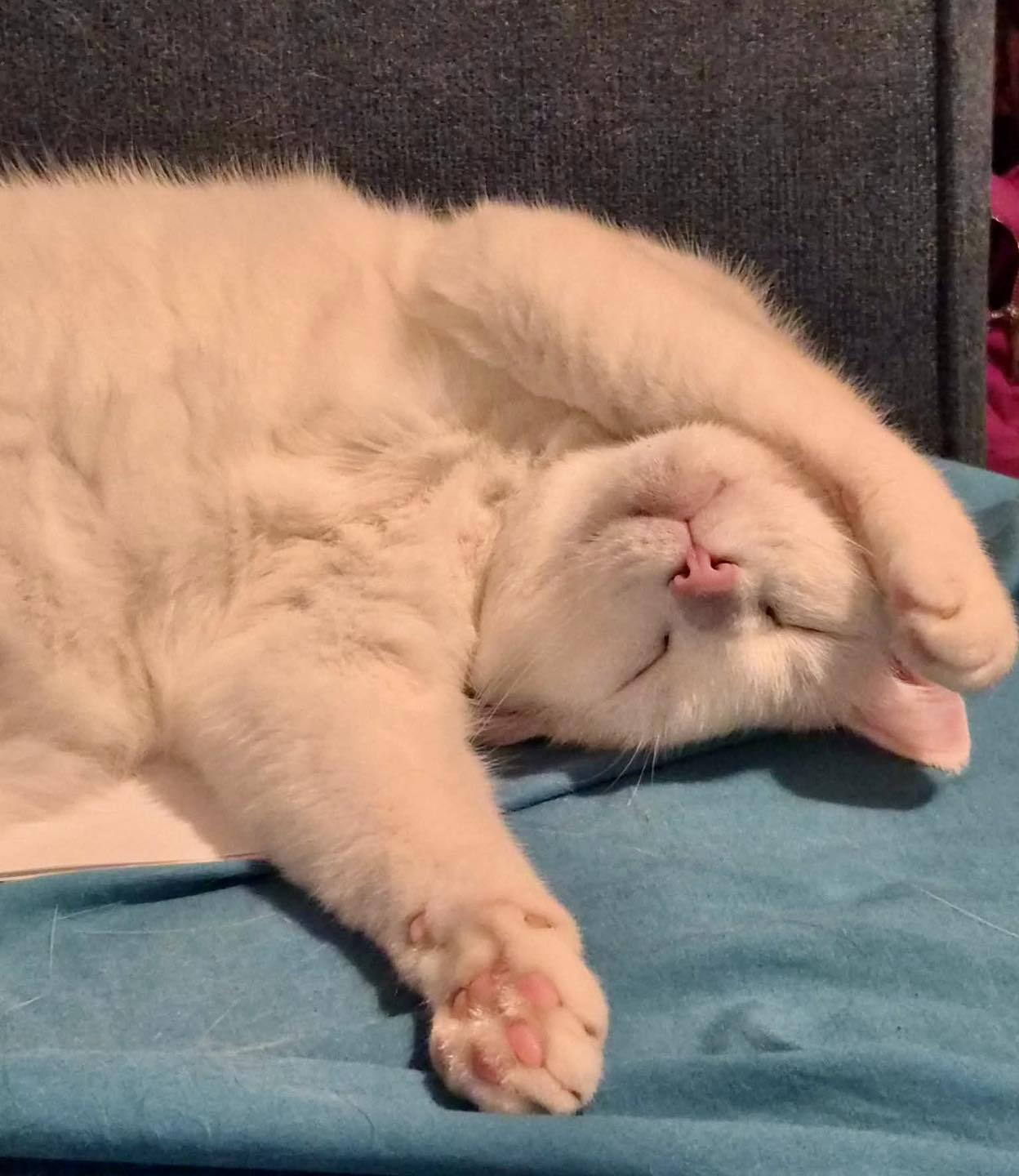 The Mini Kitty Commune Facebook ad: Ready for adoption is Kiki