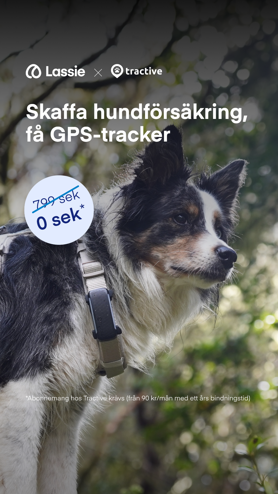 Lassie Facebook ad