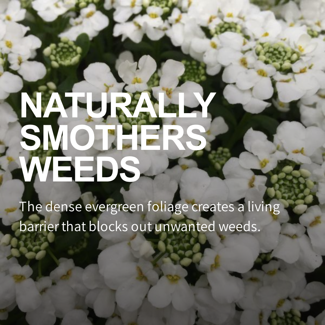 Nature Hills Nursery Facebook ad