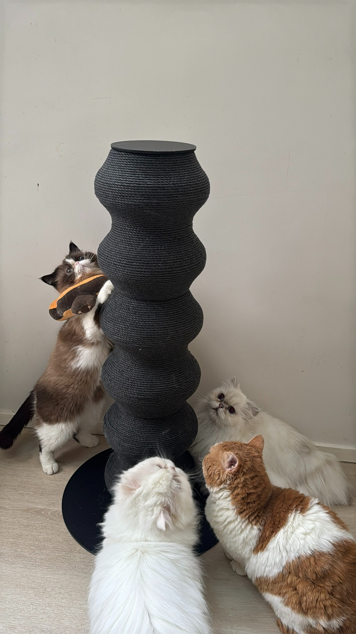 Furrytail_us Facebook ad