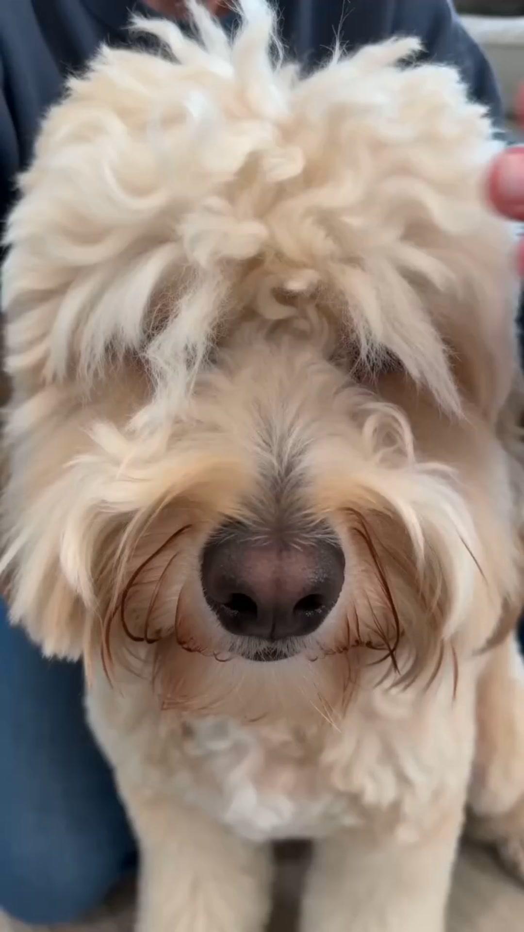 Vinben-D Facebook ad: Tired of spending expensive trips to the pet…