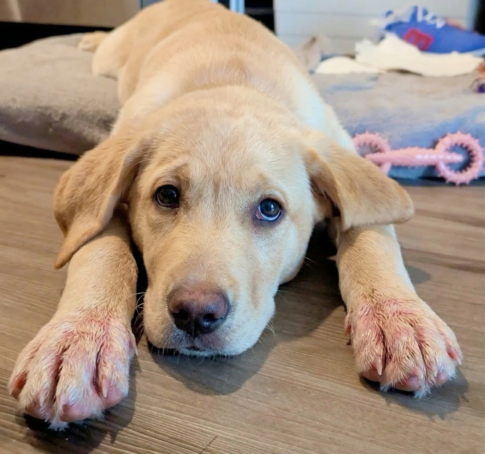 Everyday Pet Health Facebook ad