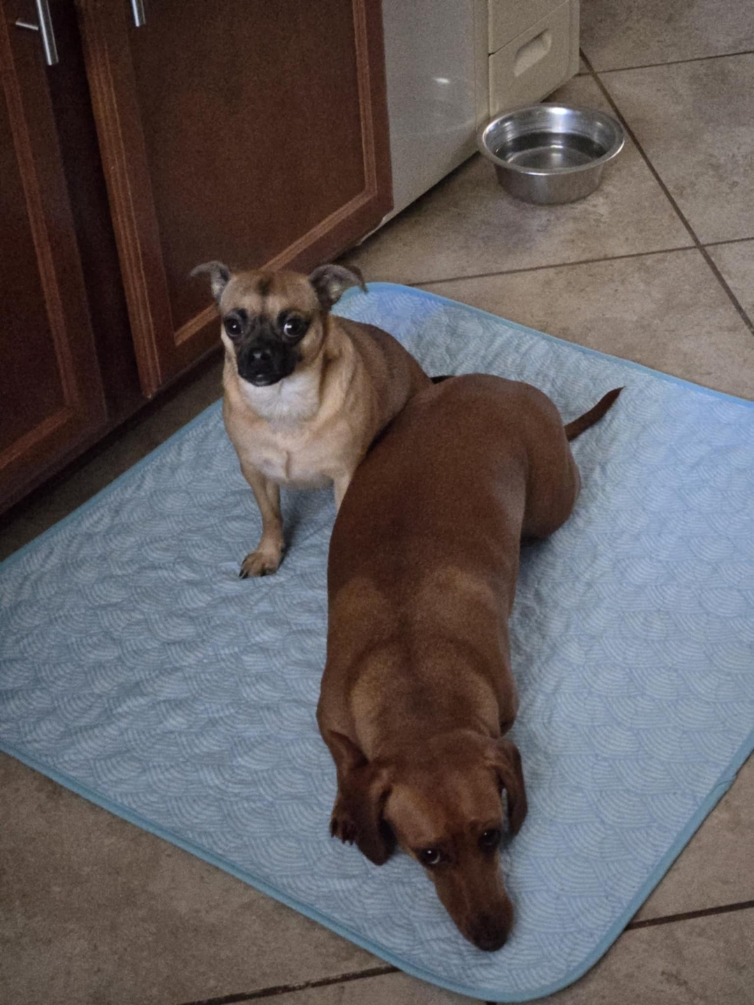 Potty Buddy Facebook ad
