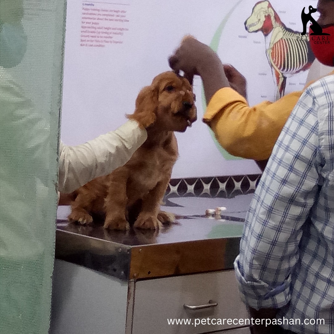 Dr.Aher's Pet Care Center Facebook ad: Monsoon season brings unique challenges for our pets…