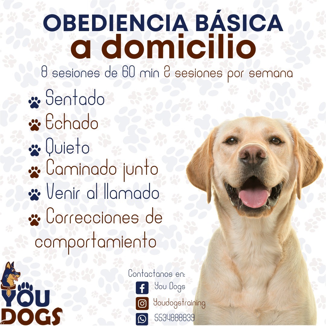 youdogstraining Facebook ad: Entrena a tu perro con nosotros y desde…