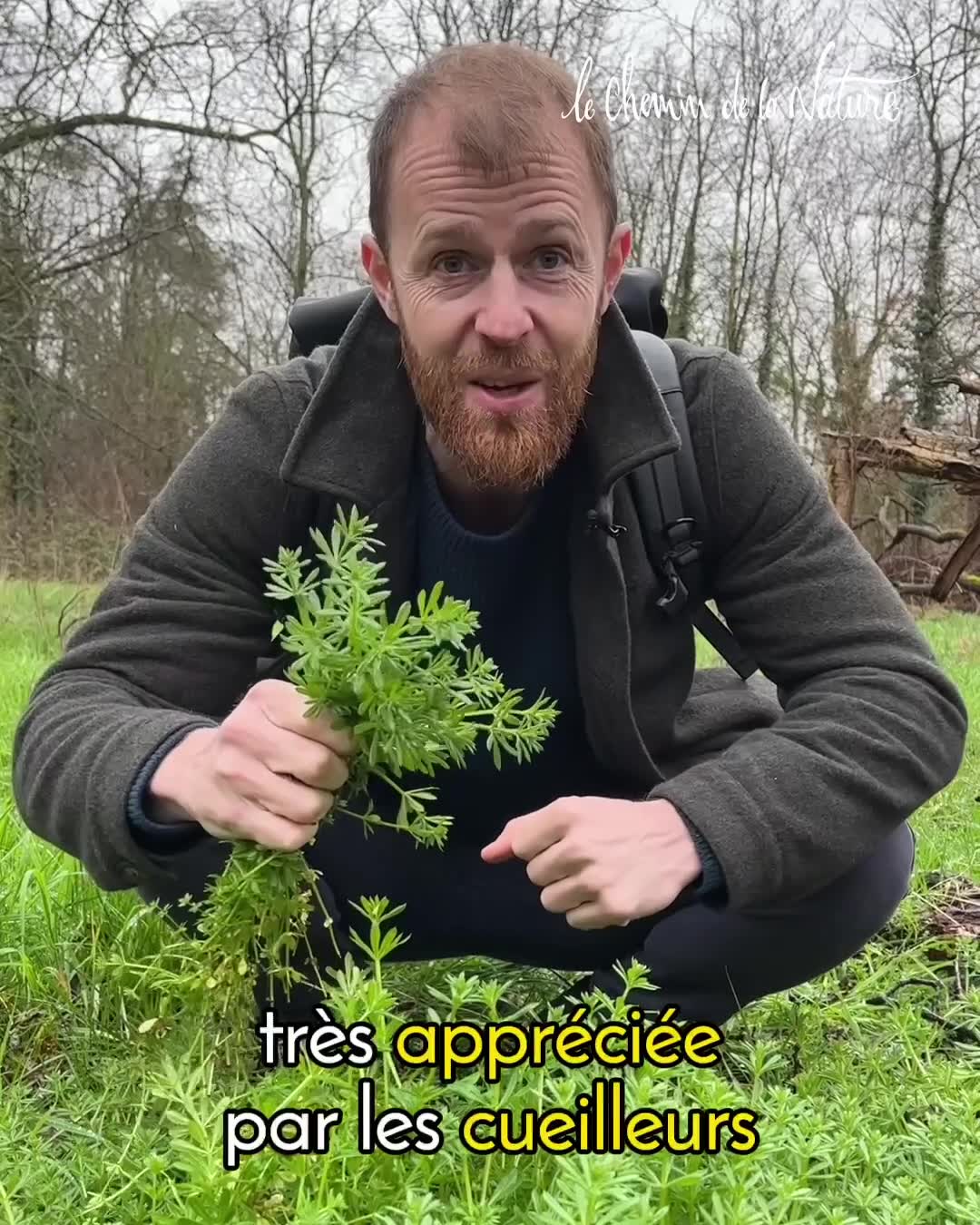 Le Chemin de la Nature Facebook ad: Apprenez à cueillir 6 plantes sauvages!