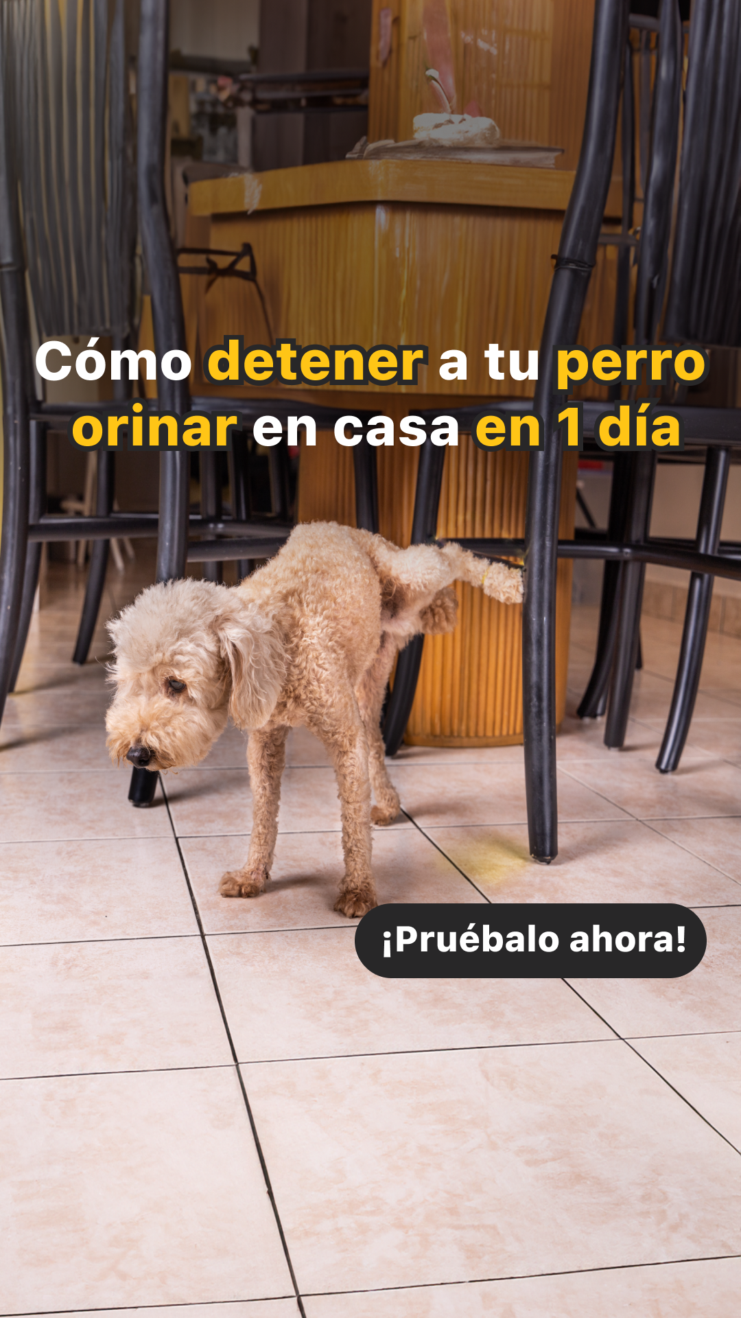 Woofz - Puppy Training Facebook ad