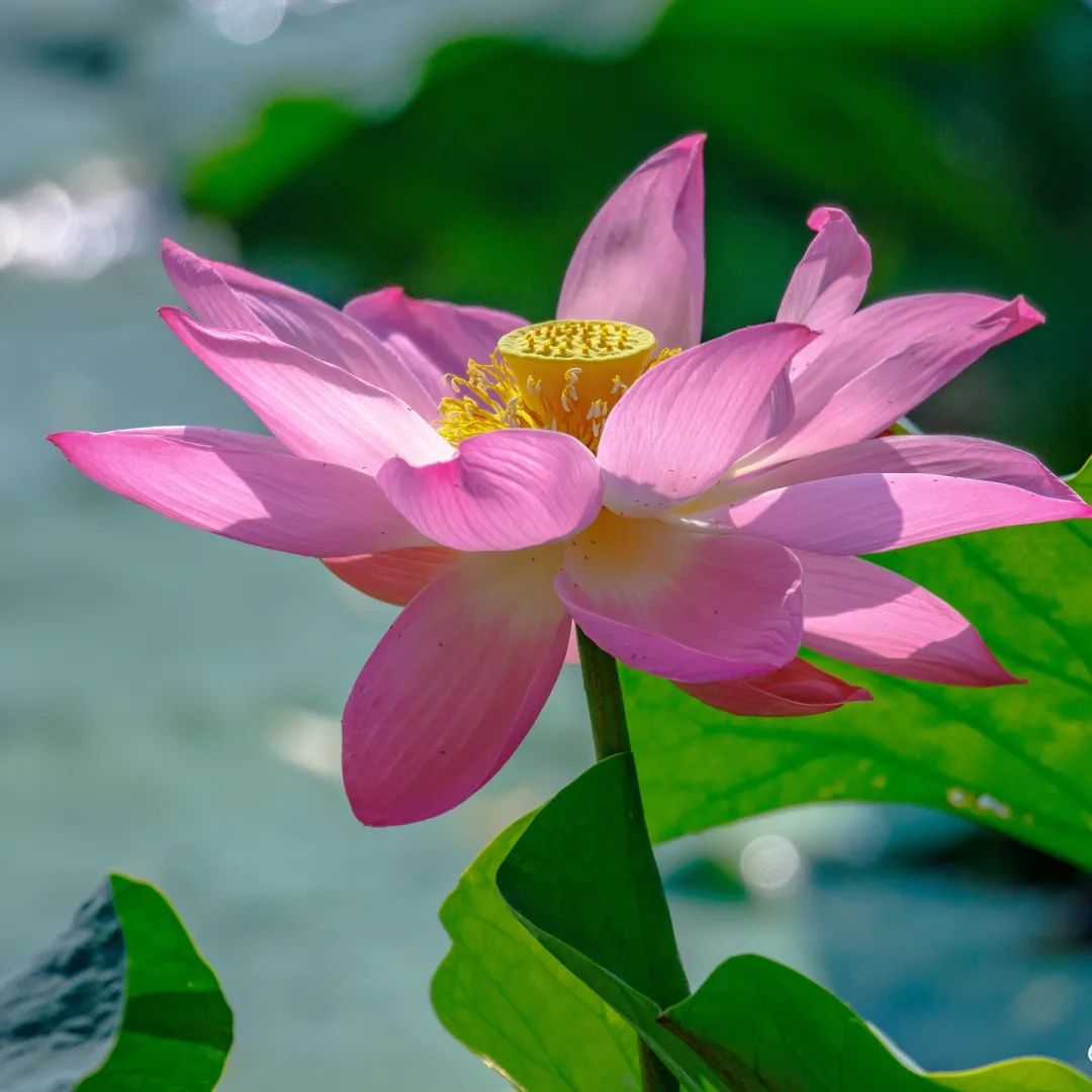 Beautiful Shandong Facebook ad