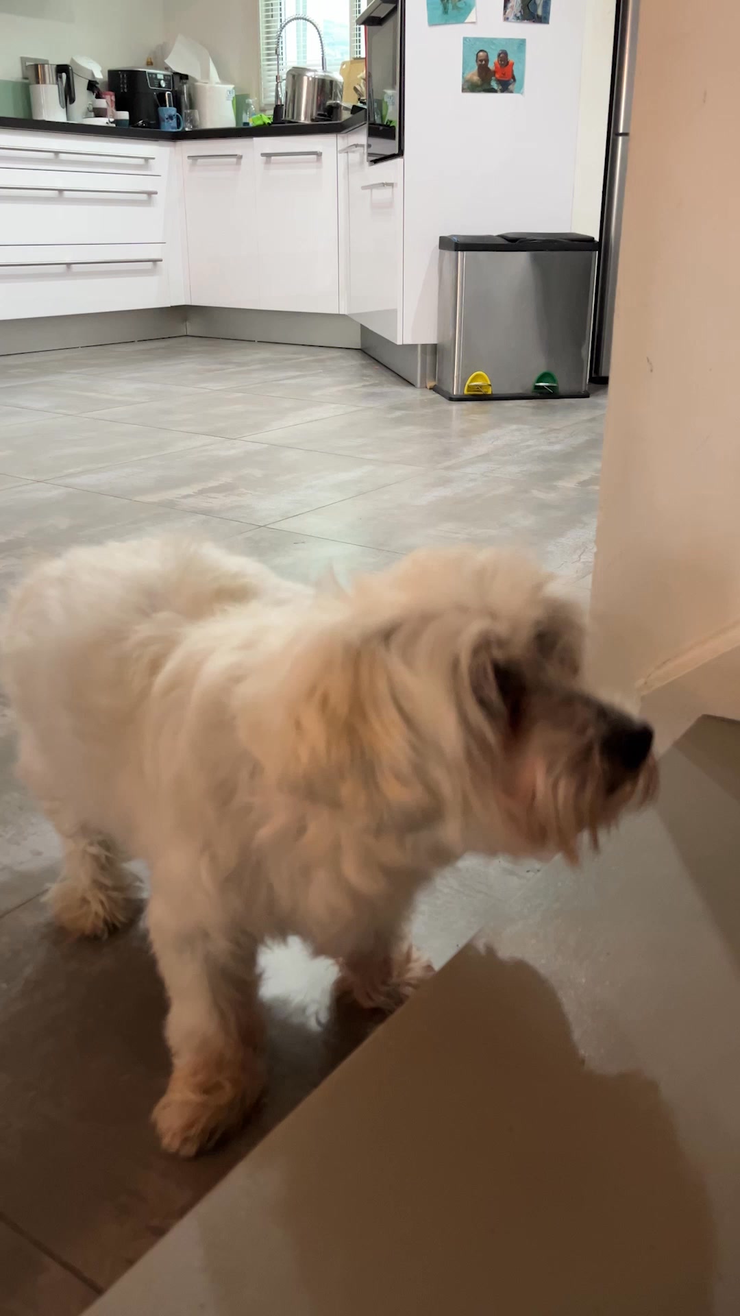 Franklin Pet Food Facebook ad: Boostez la mobilité de votre chien
