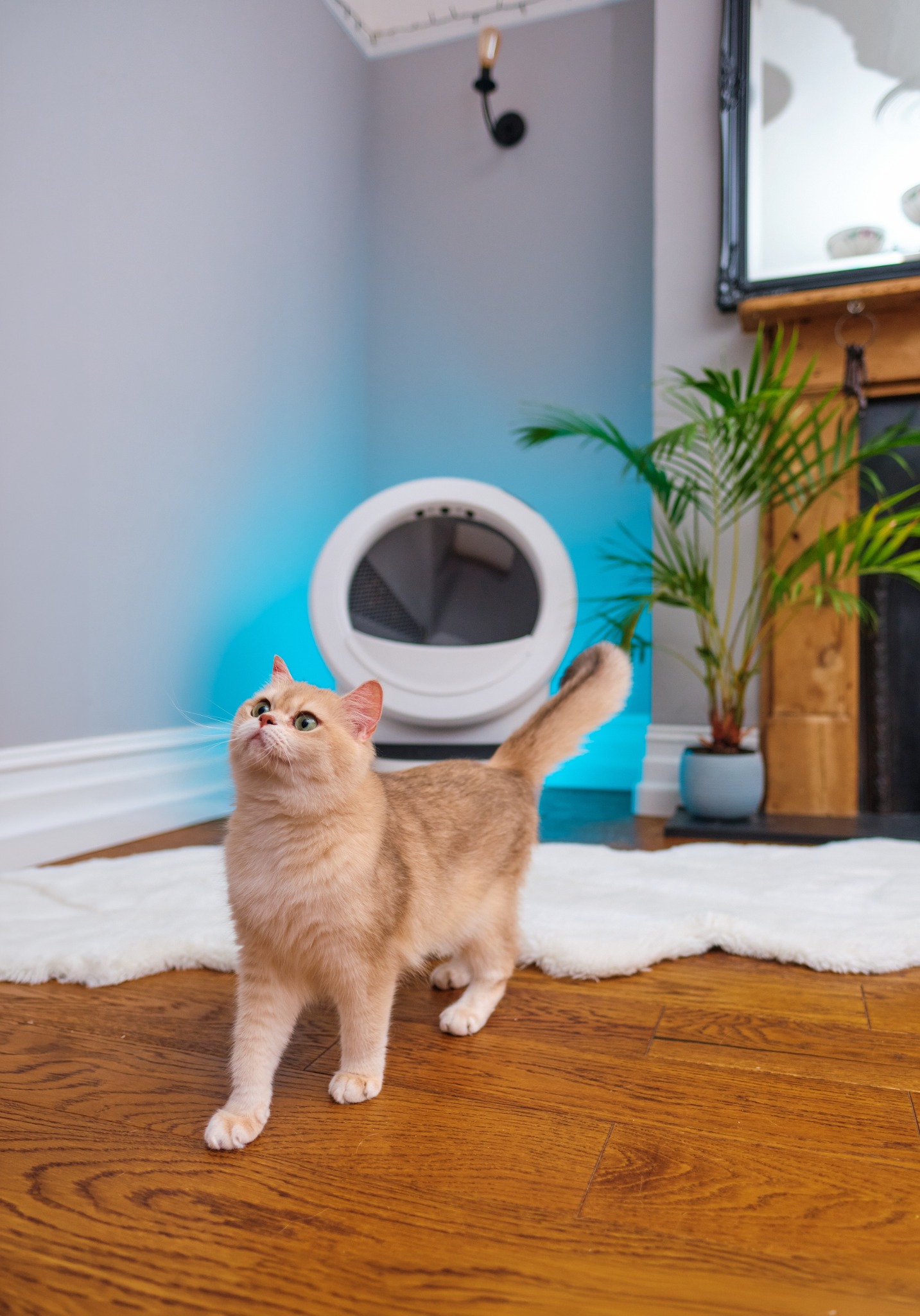 Litter-Robot by Whisker Facebook ad
