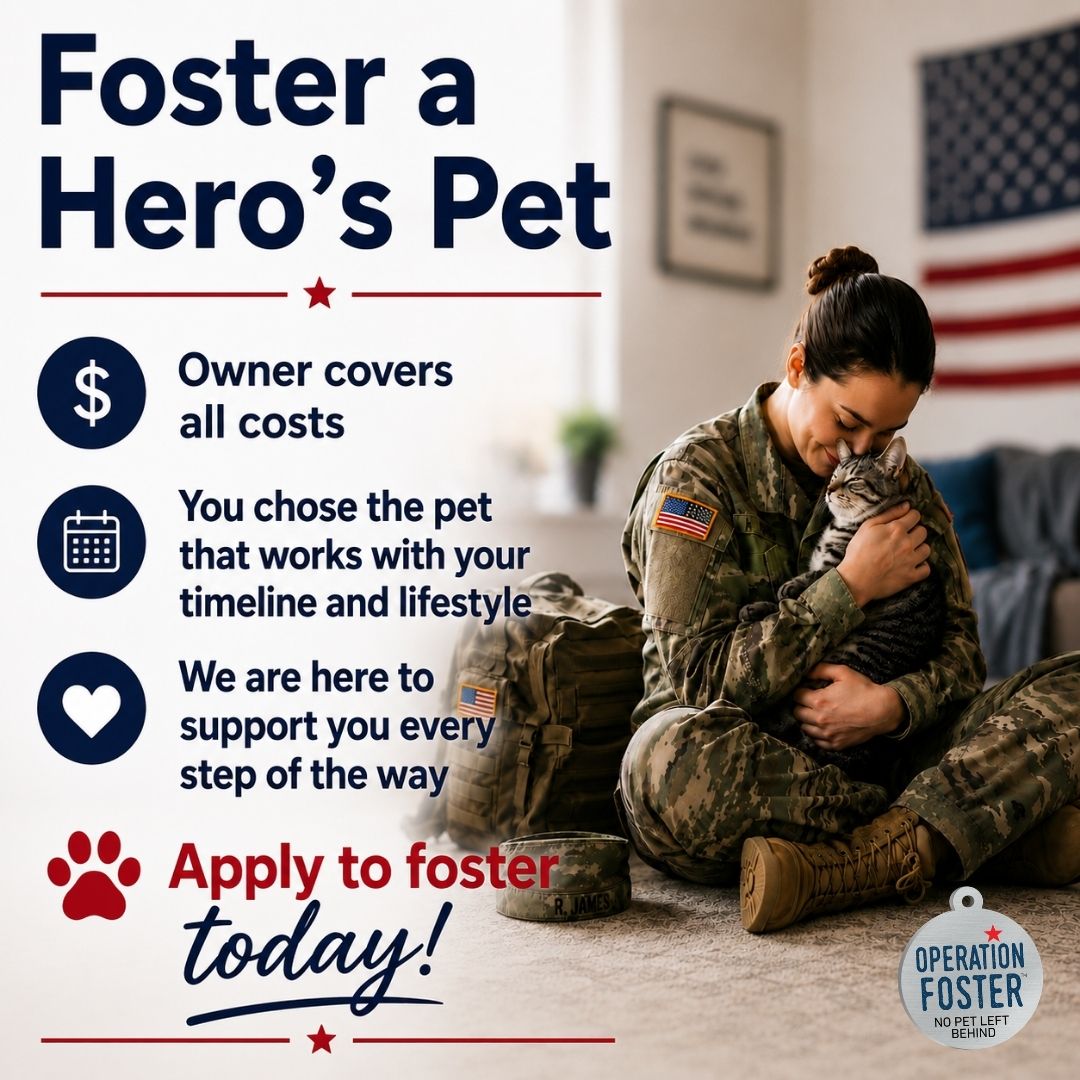 Operation Foster Facebook ad: Apply to Foster Today!