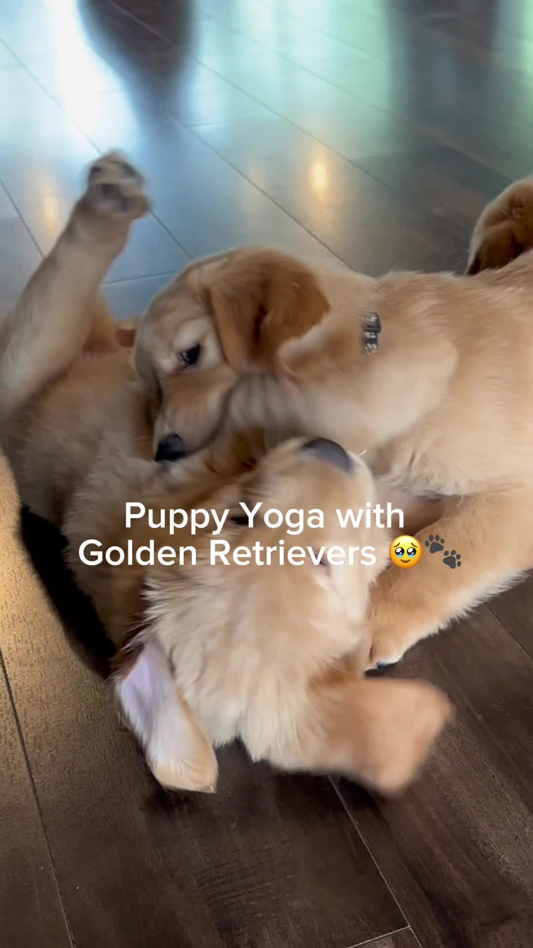 Puppies & Yoga Seattle Facebook ad: Book your class now!