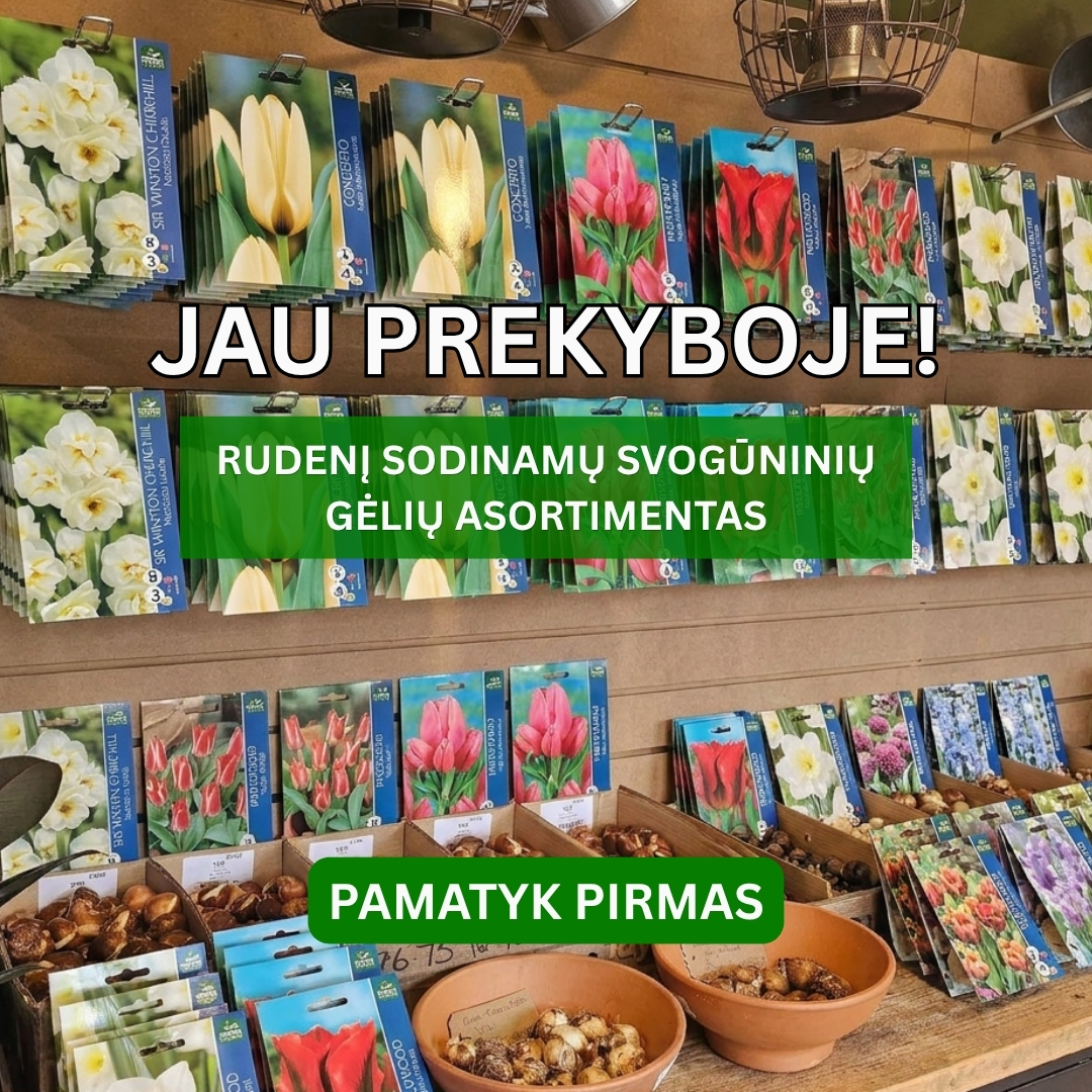 Nojaus sėklos Facebook ad