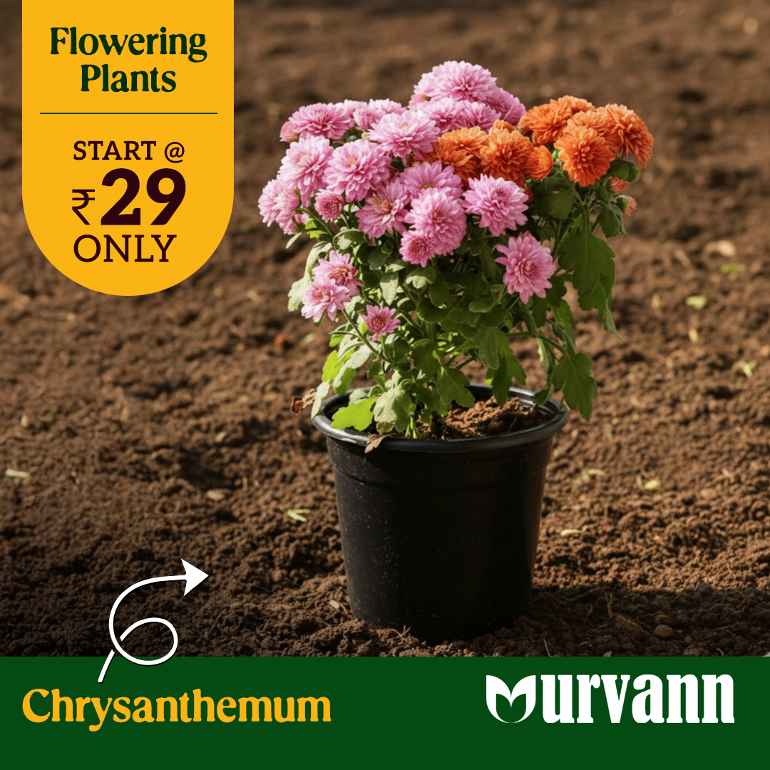 Urvann Facebook ad: Bring home Flowering Plants