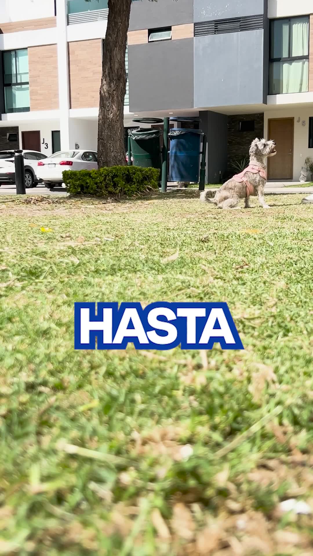 Dogelthy Facebook ad from Nov 5, 2024