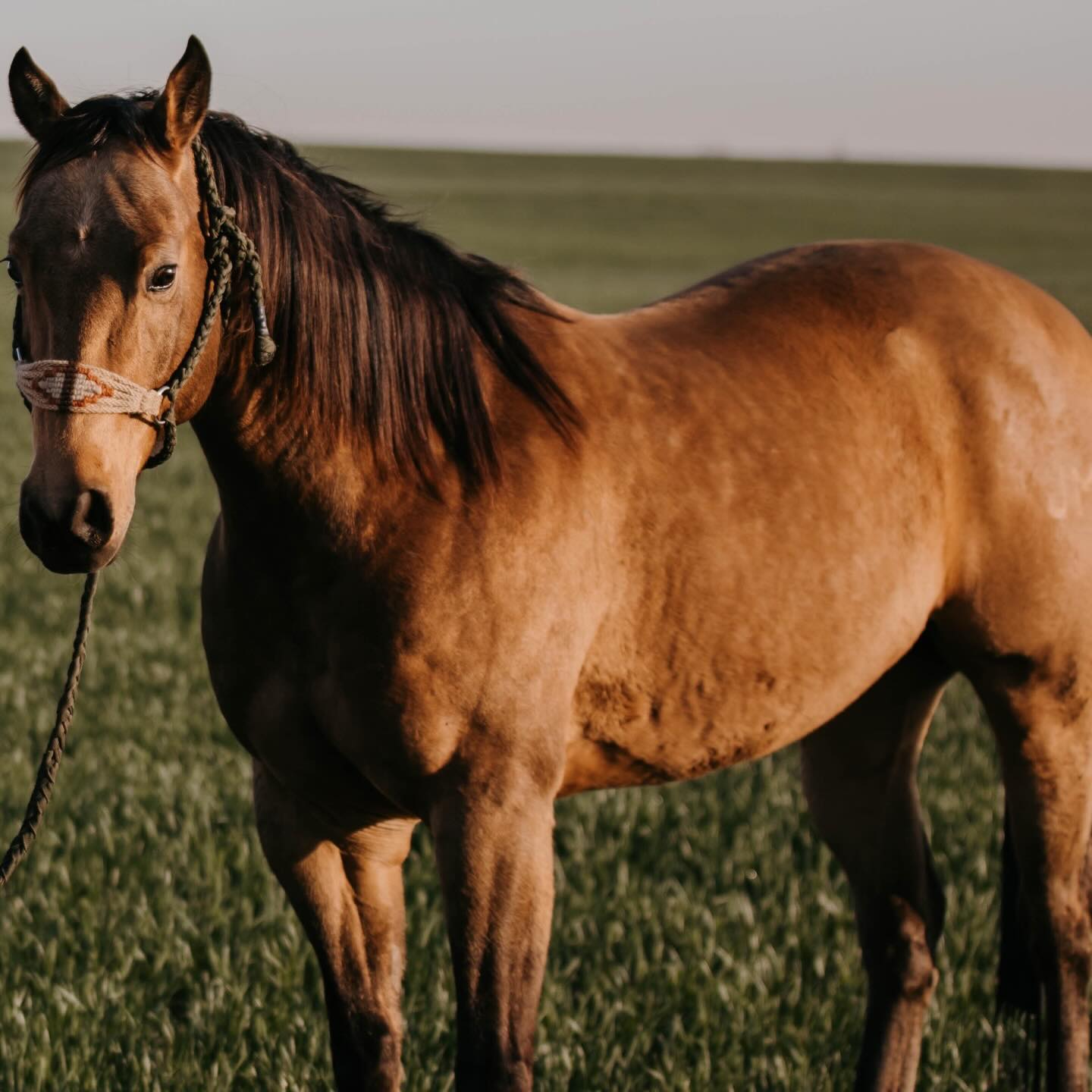 Silver Lining Herbs Facebook ad: Thyroid Support for Horses - Natural Herbs - Silver Lining…