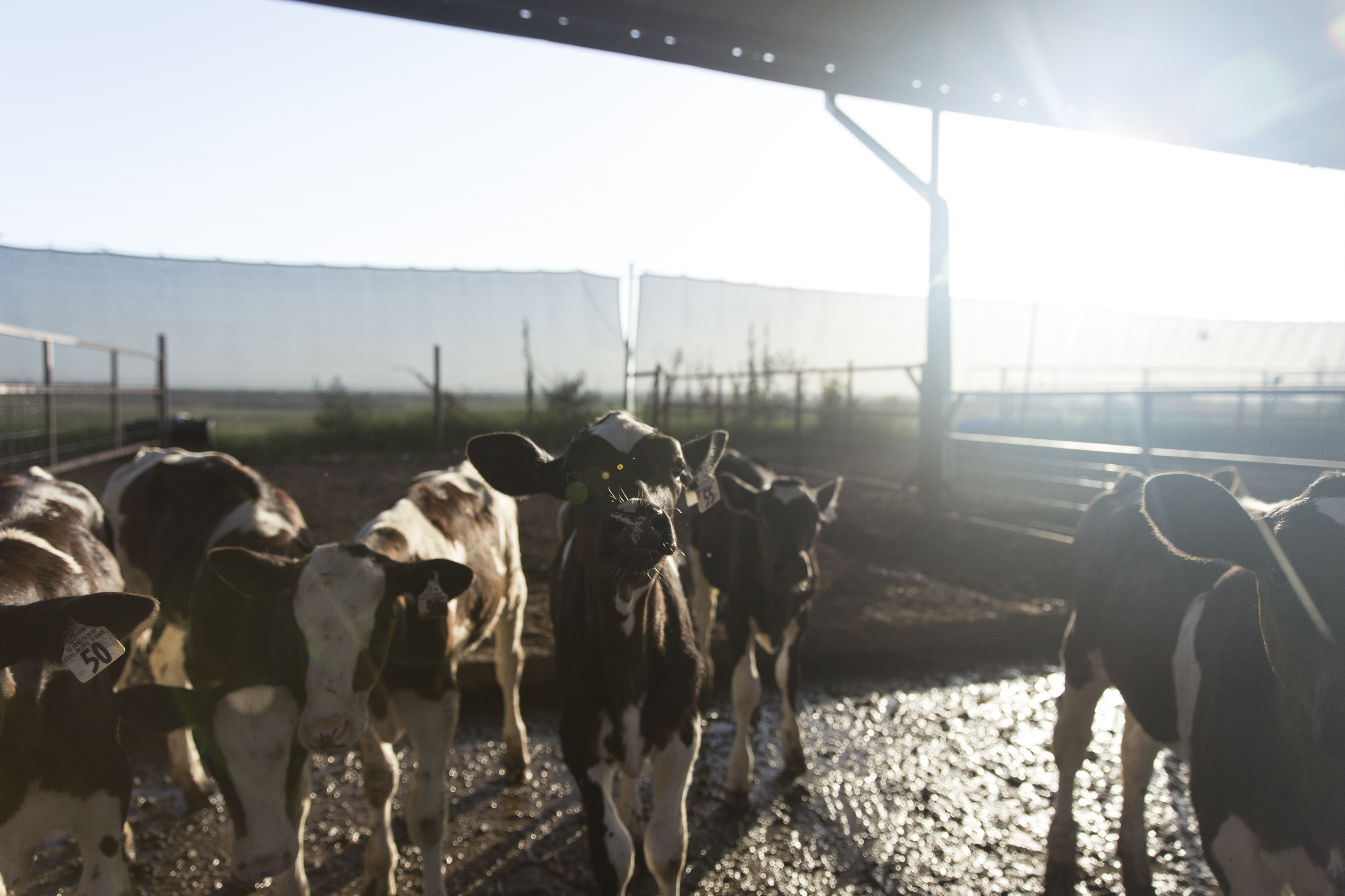 Central Life Sciences - ClariFly Larvicide Facebook ad: Common Fly Control Problems and their Solutions | ClariFly…