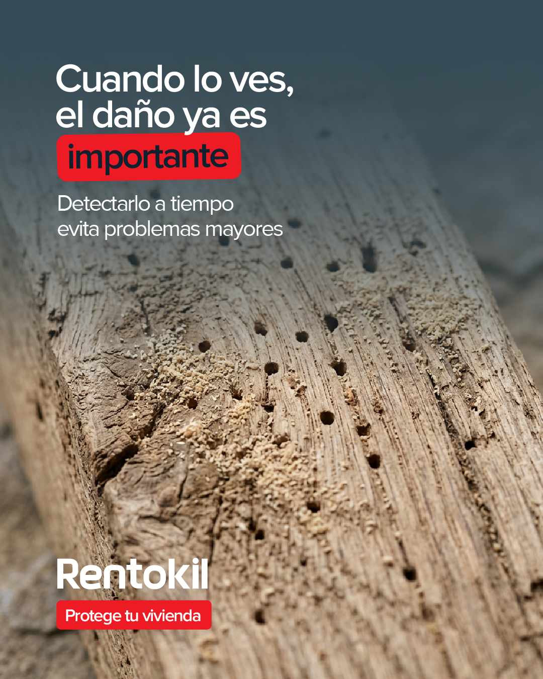 Rentokil España Facebook ad: Lo que no ves puede estar destruyendo tu…