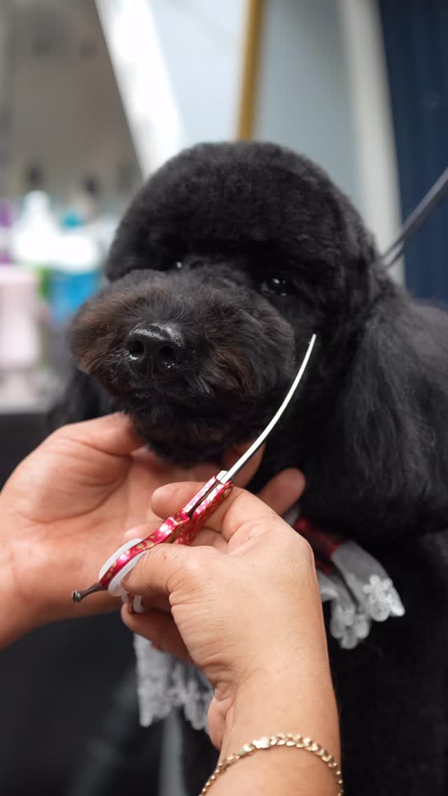 Pawsh Royal Spa Facebook ad from Jan 2, 2026