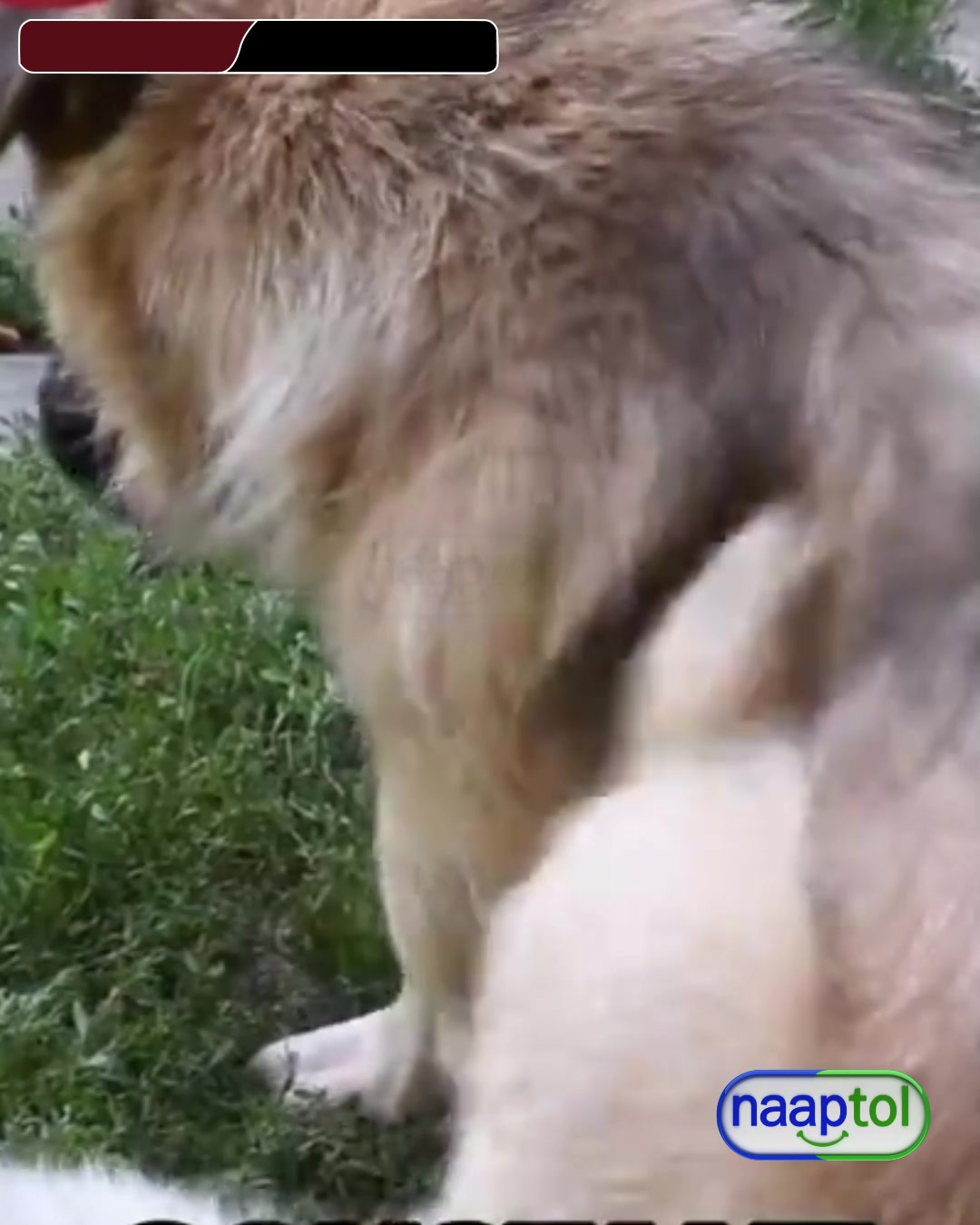 Pet Supplies H1 U4 Facebook ad: Keep Your Pet Tick-Free
