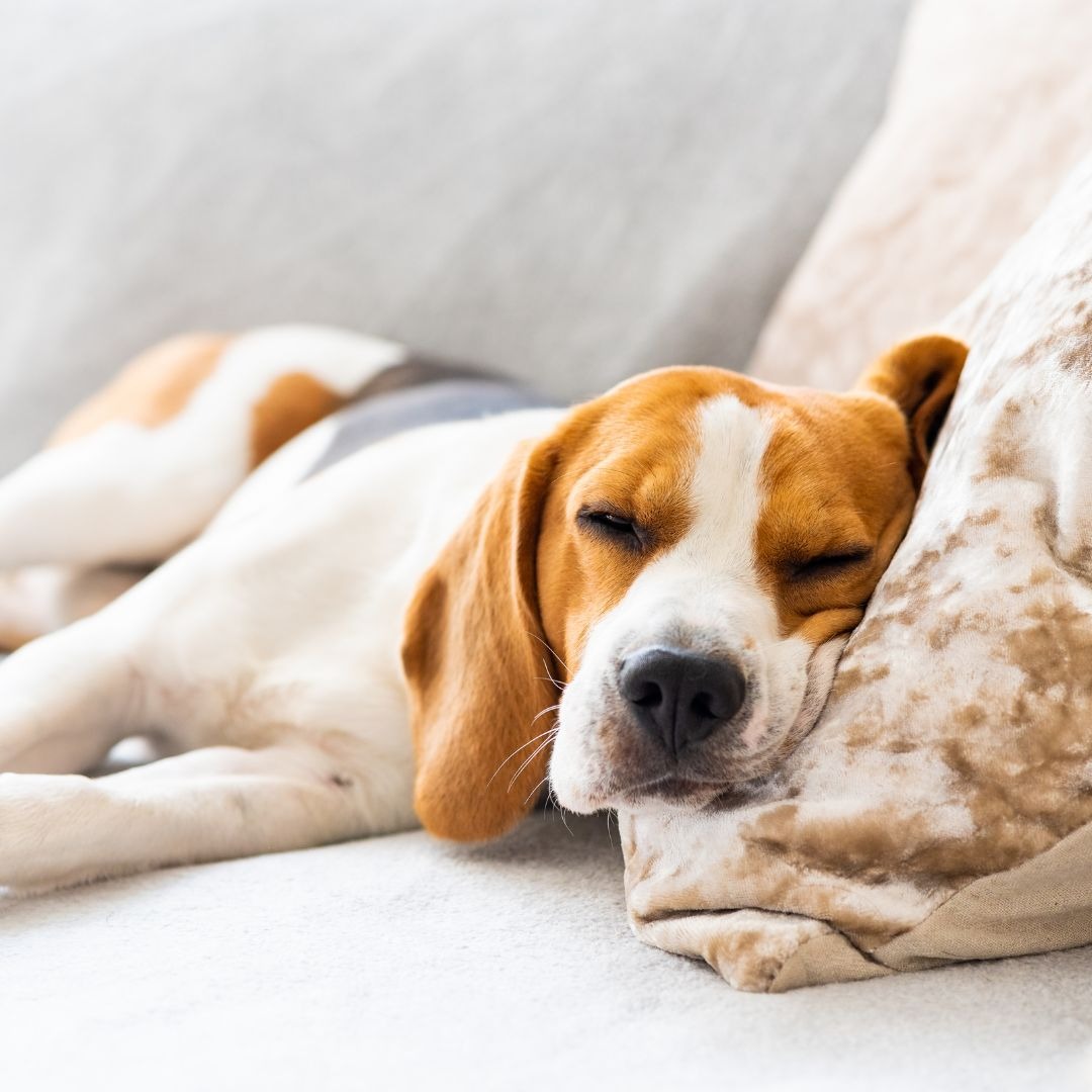 Treating Separation Anxiety In Dogs Facebook ad: You can help your dog be calm while…