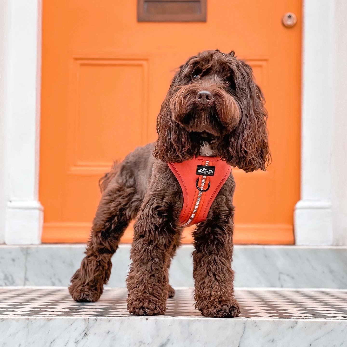 The Adorable Pooch Company Facebook ad